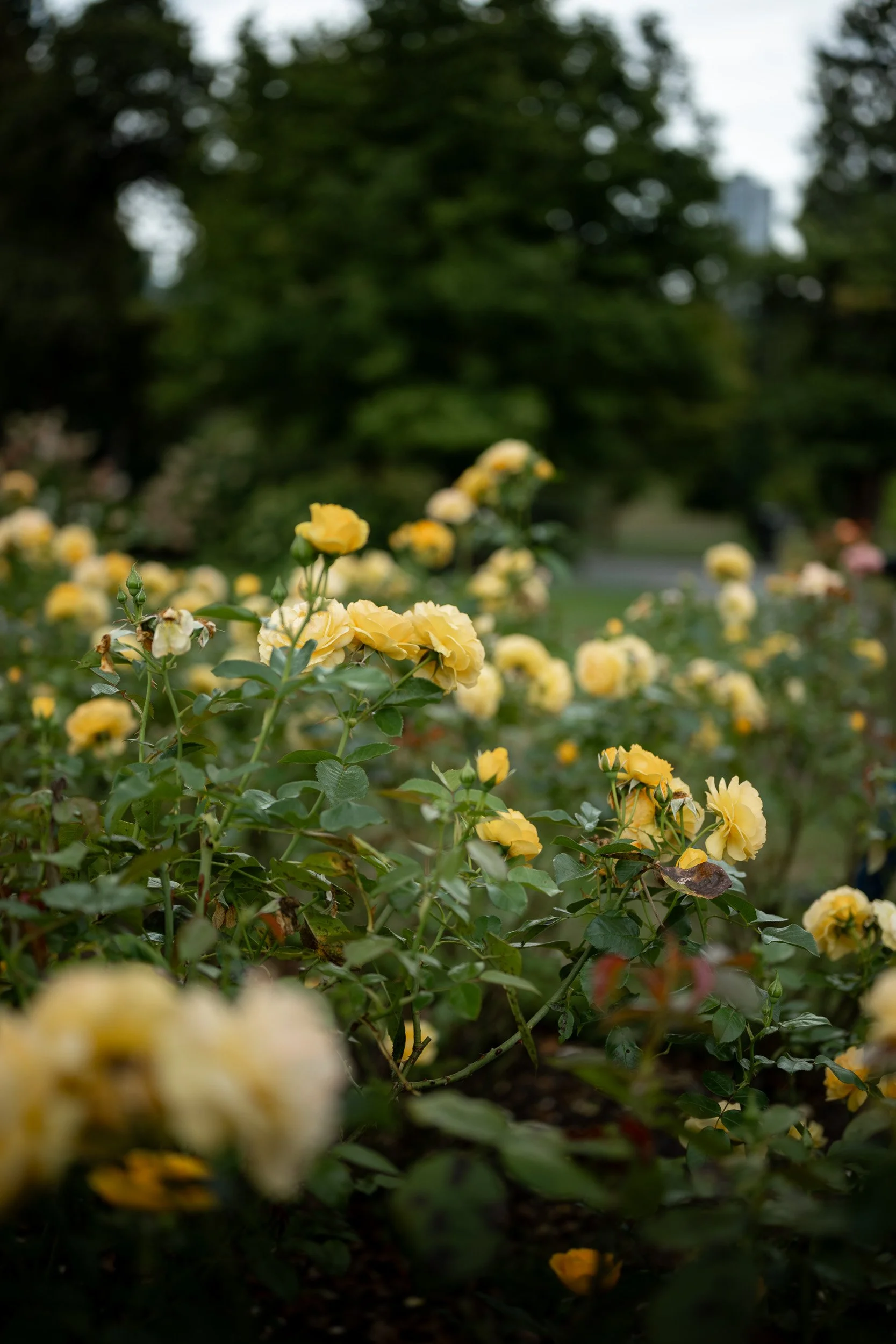 StanleyParkProposal-0103.jpg