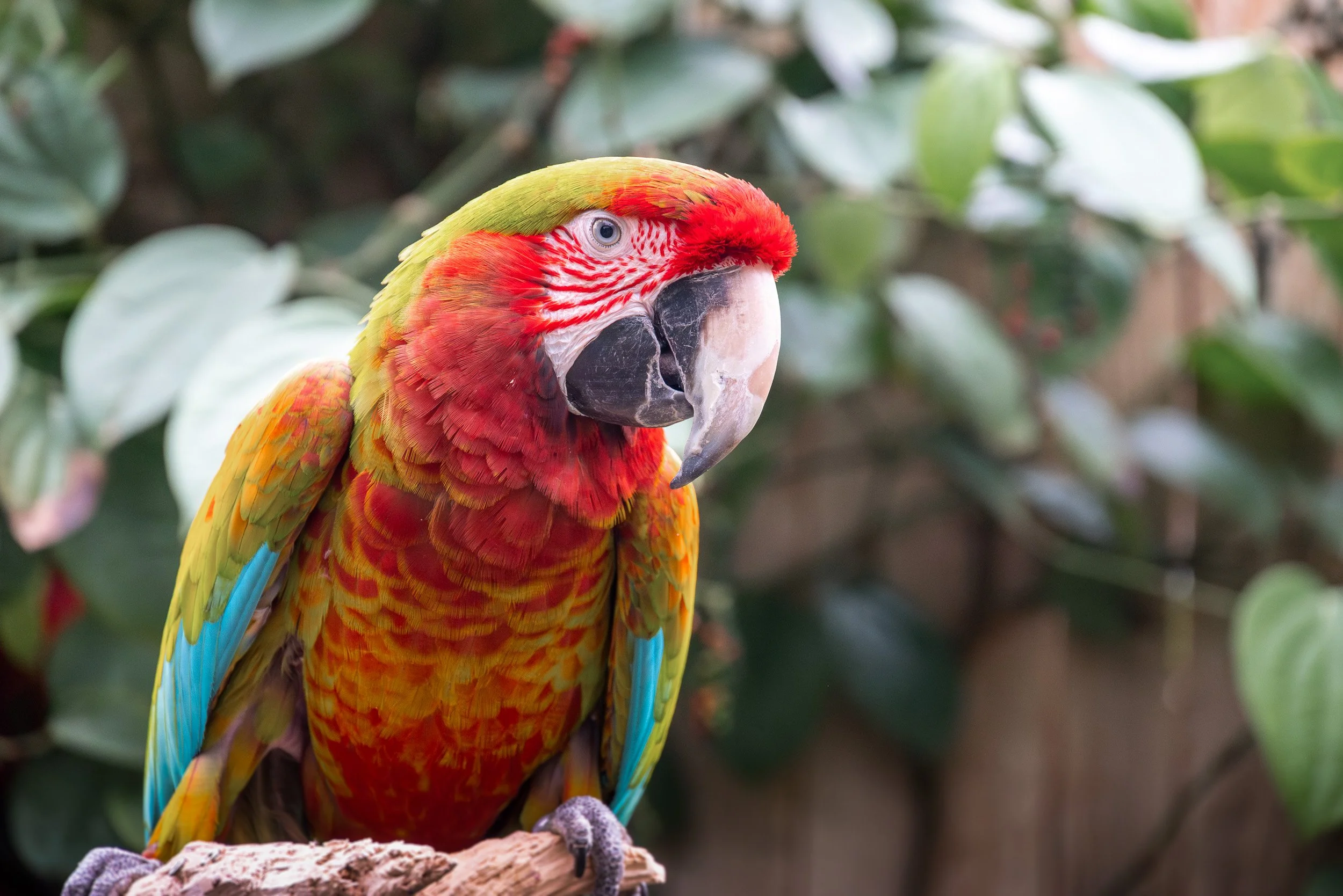 Bloedel_Conservatory_Wedding-0259.jpg