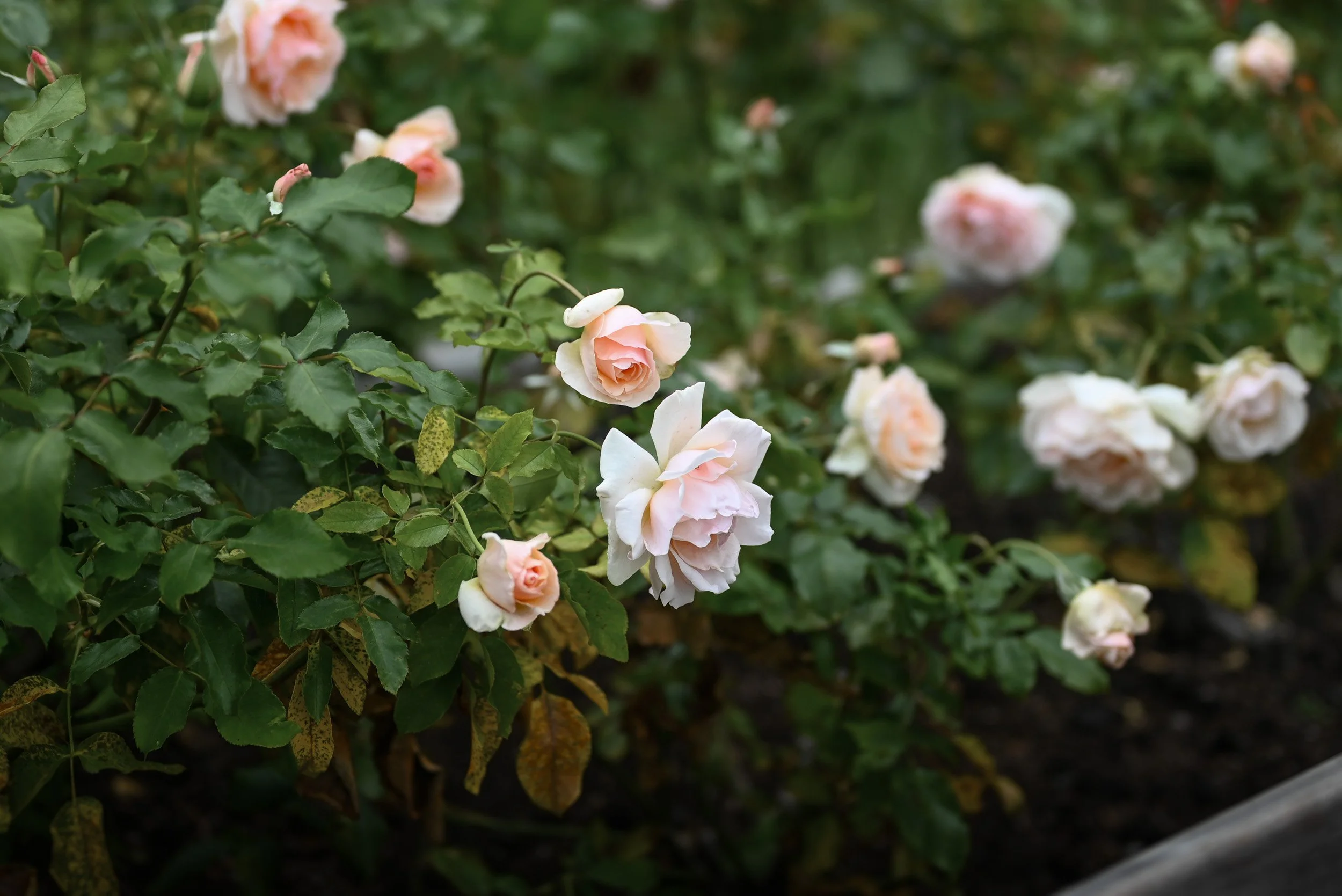 BurnabyMountain_Wedding_Elopement-0032.jpg
