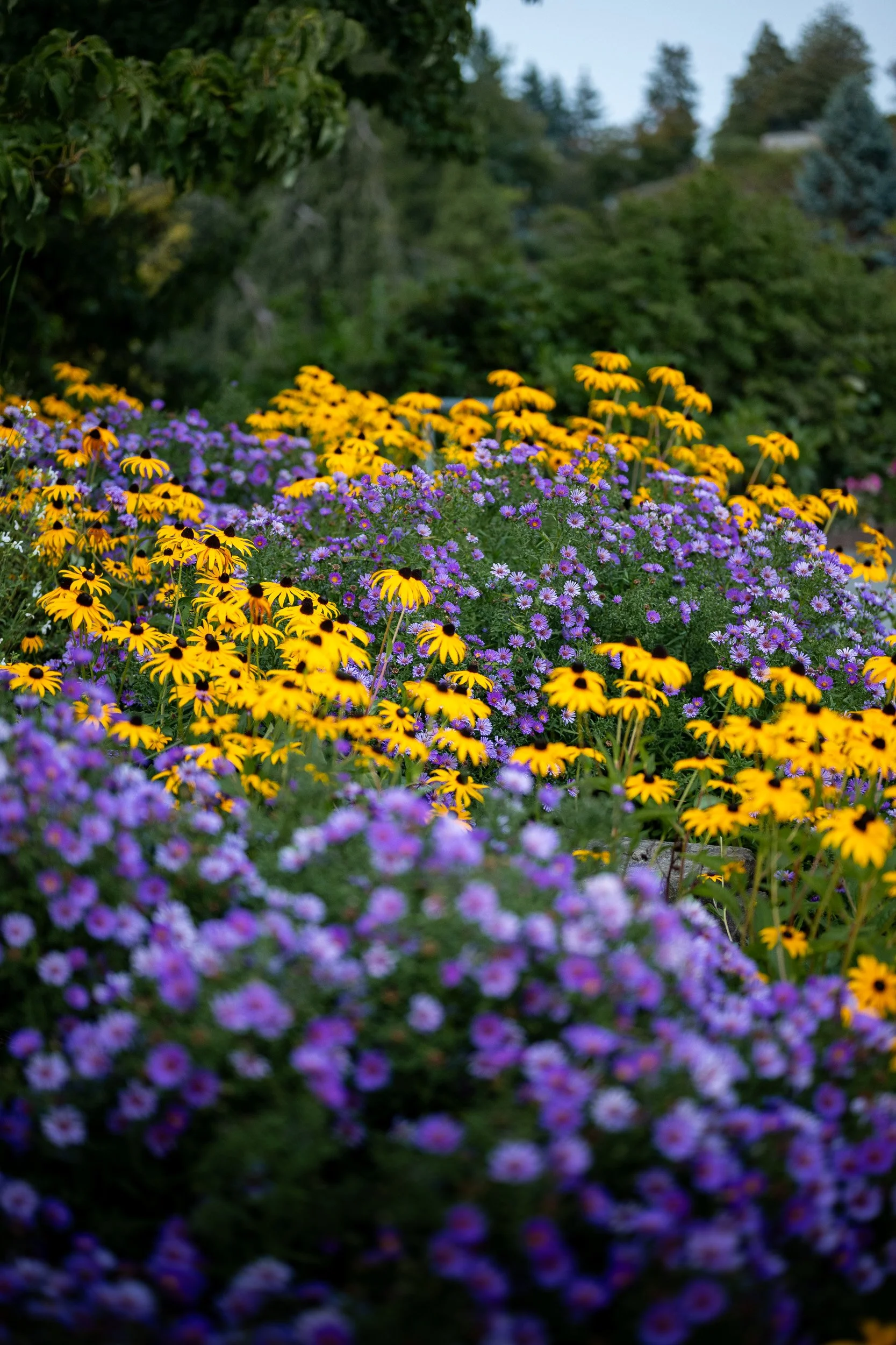 QueenElizabethPark_Engagement_Photographer-0003.jpg