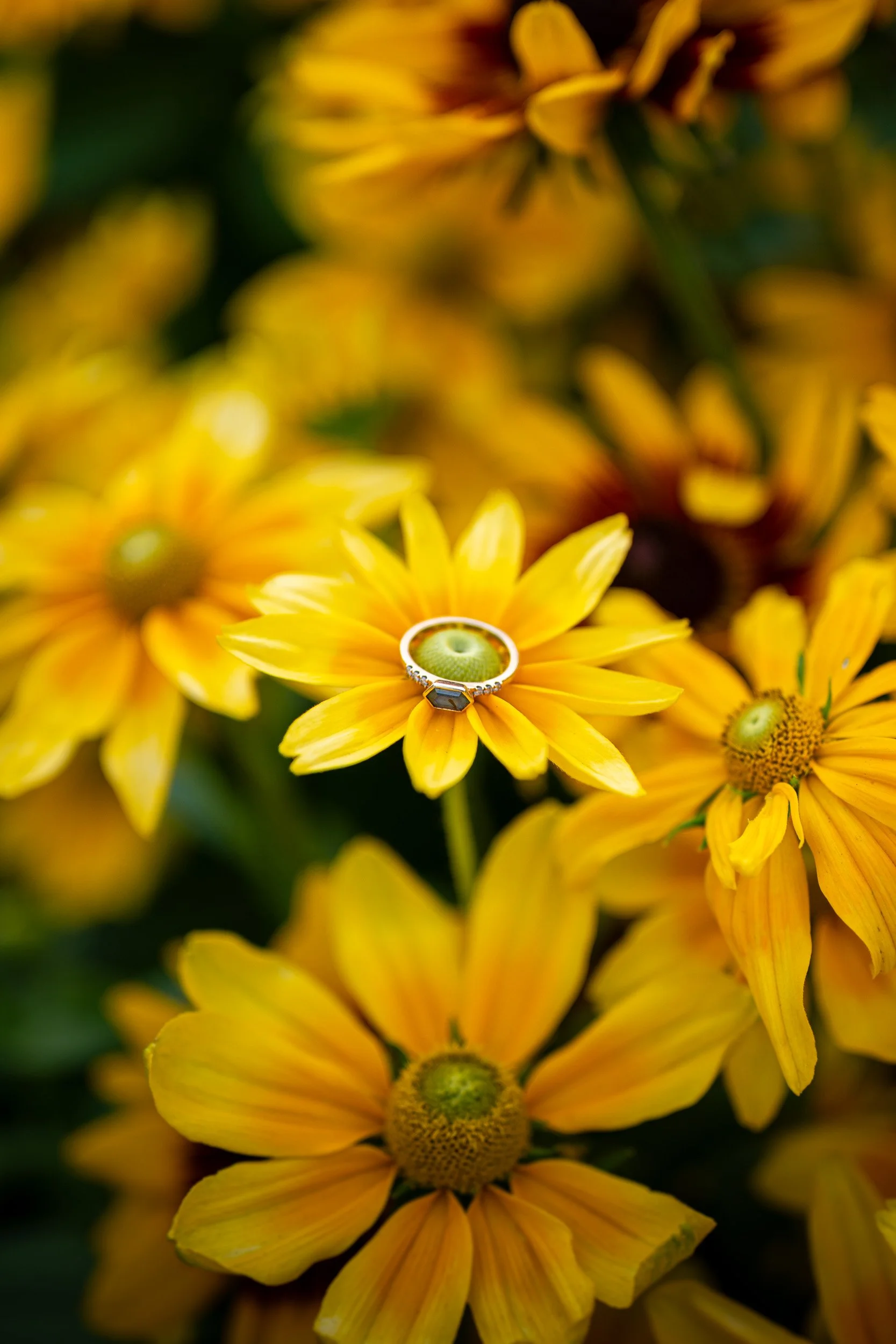 QueenElizabethPark_Engagement_Photographer-0021.jpg