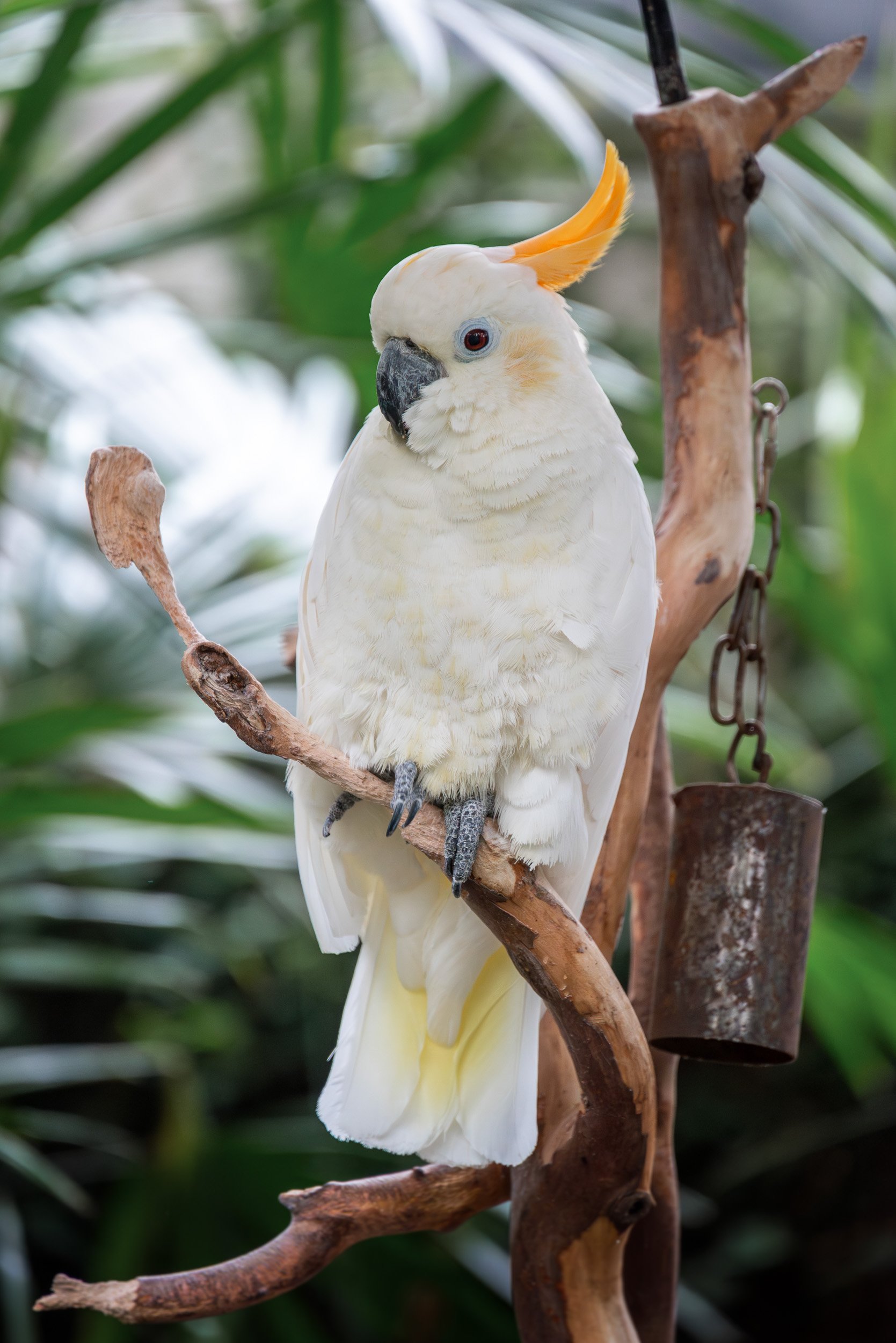 Bloedel_Conservatory_Wedding-0263.jpg