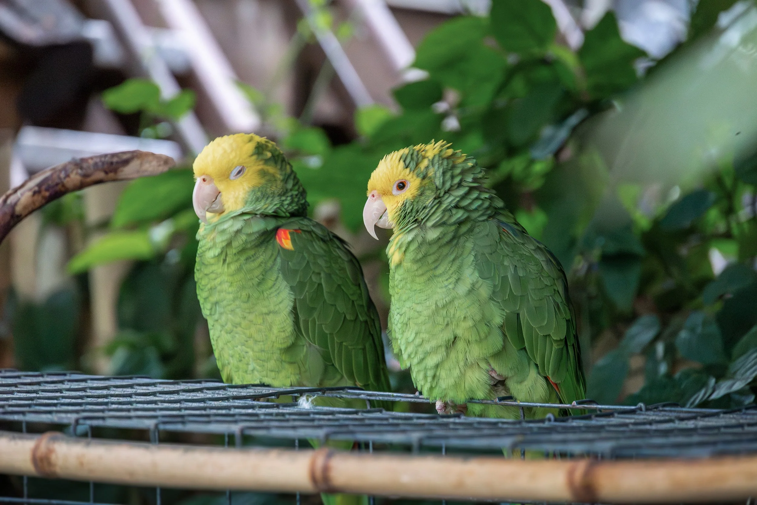 Bloedel_Conservatory_Wedding-0266.jpg