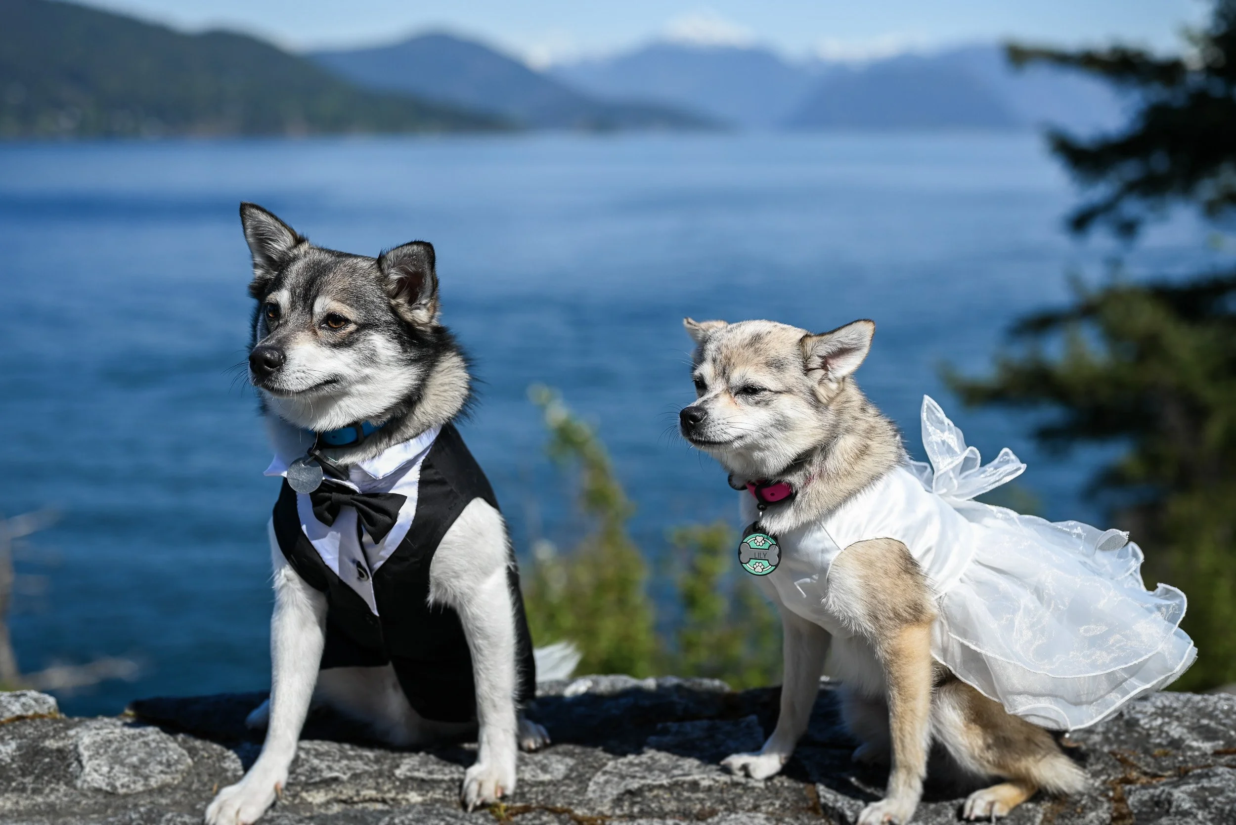 Whytecliff_Park_MicroWedding_Elopement-0103.jpg