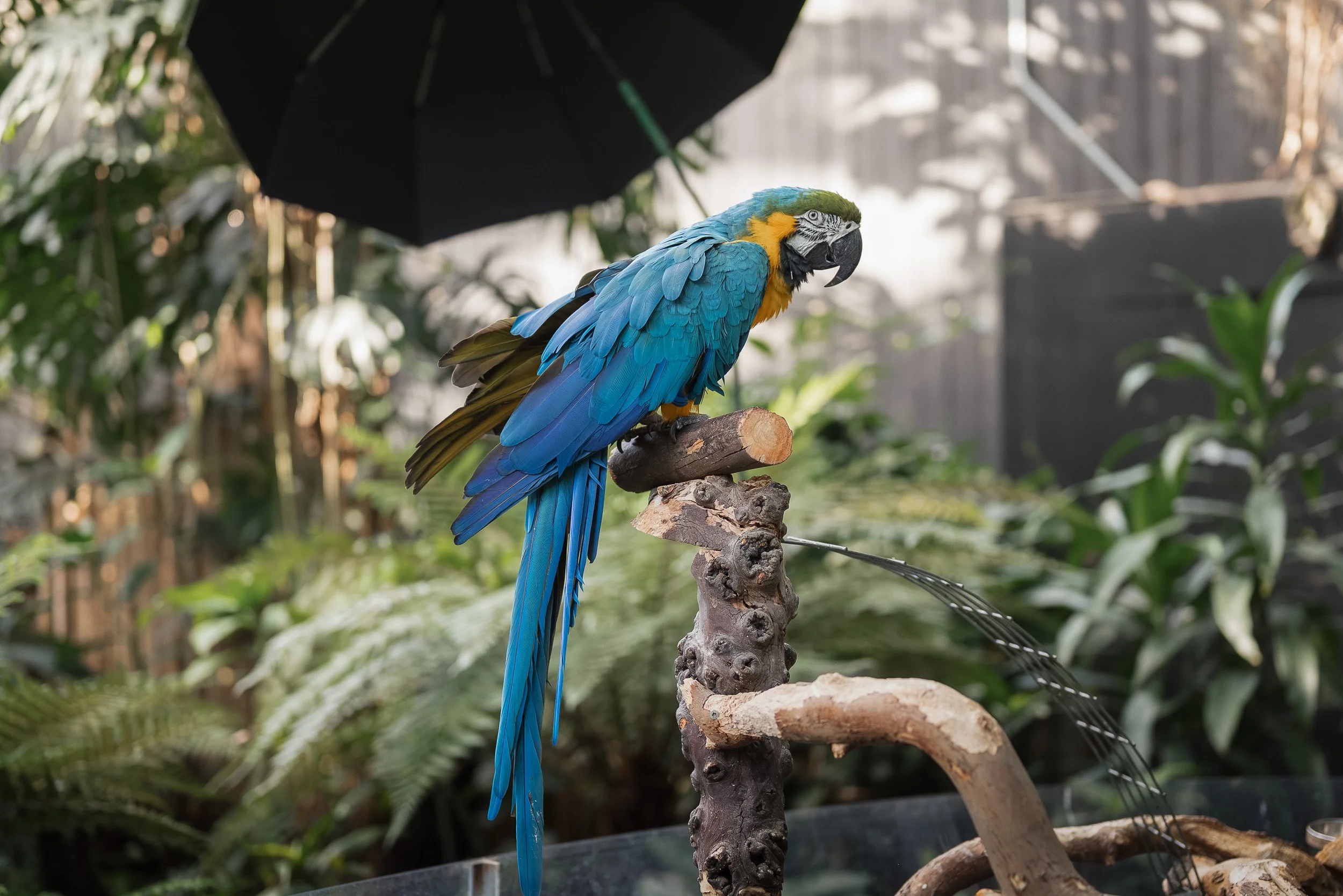 Bloedel_Conservatory_Wedding_Photographer-0004.jpg