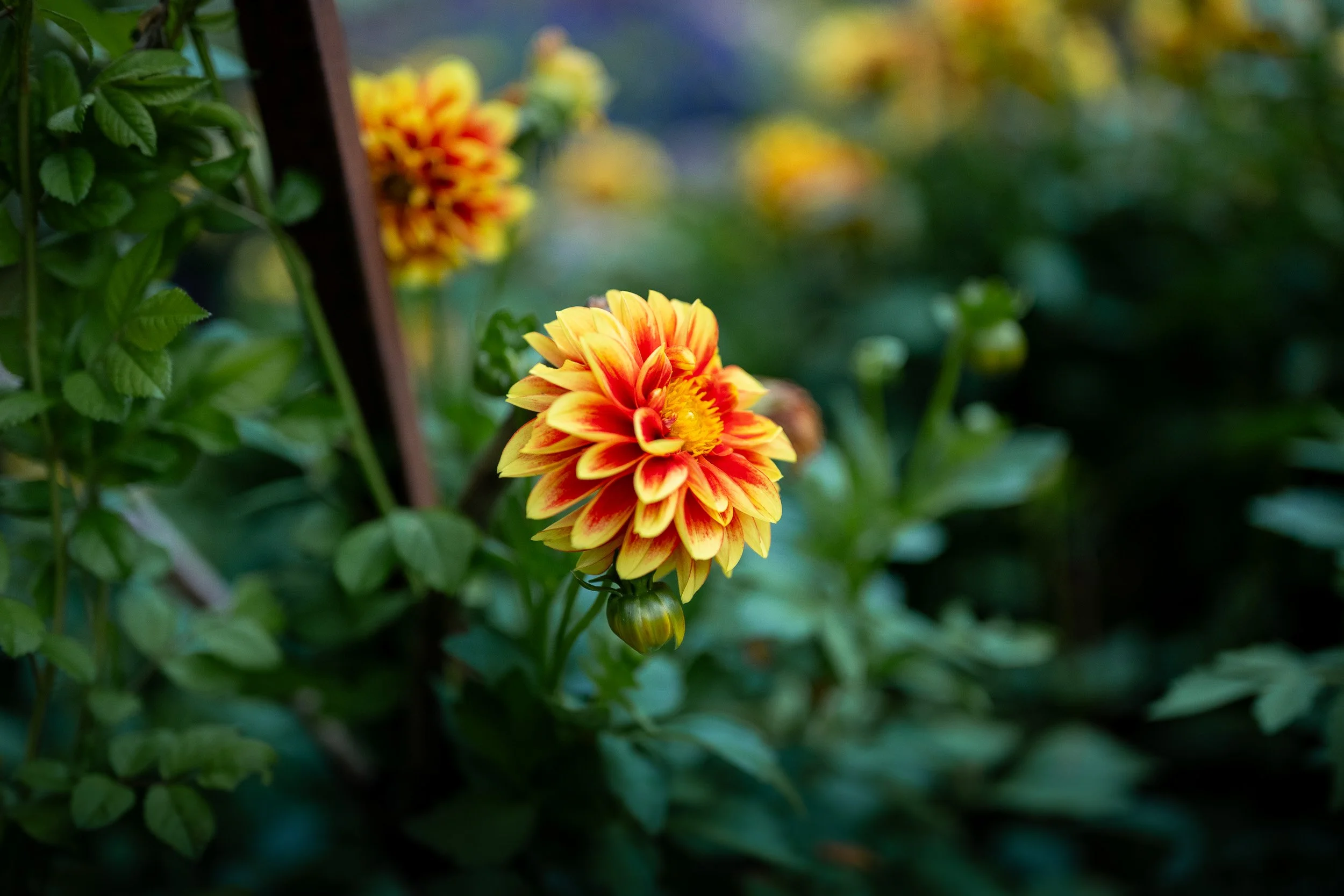 QueenElizabethPark_Engagement_Photographer-0059.jpg
