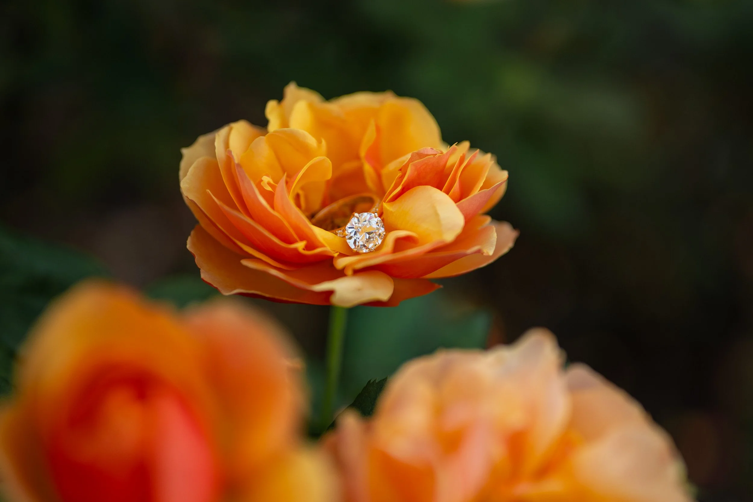 StanleyParkProposal-0113.jpg