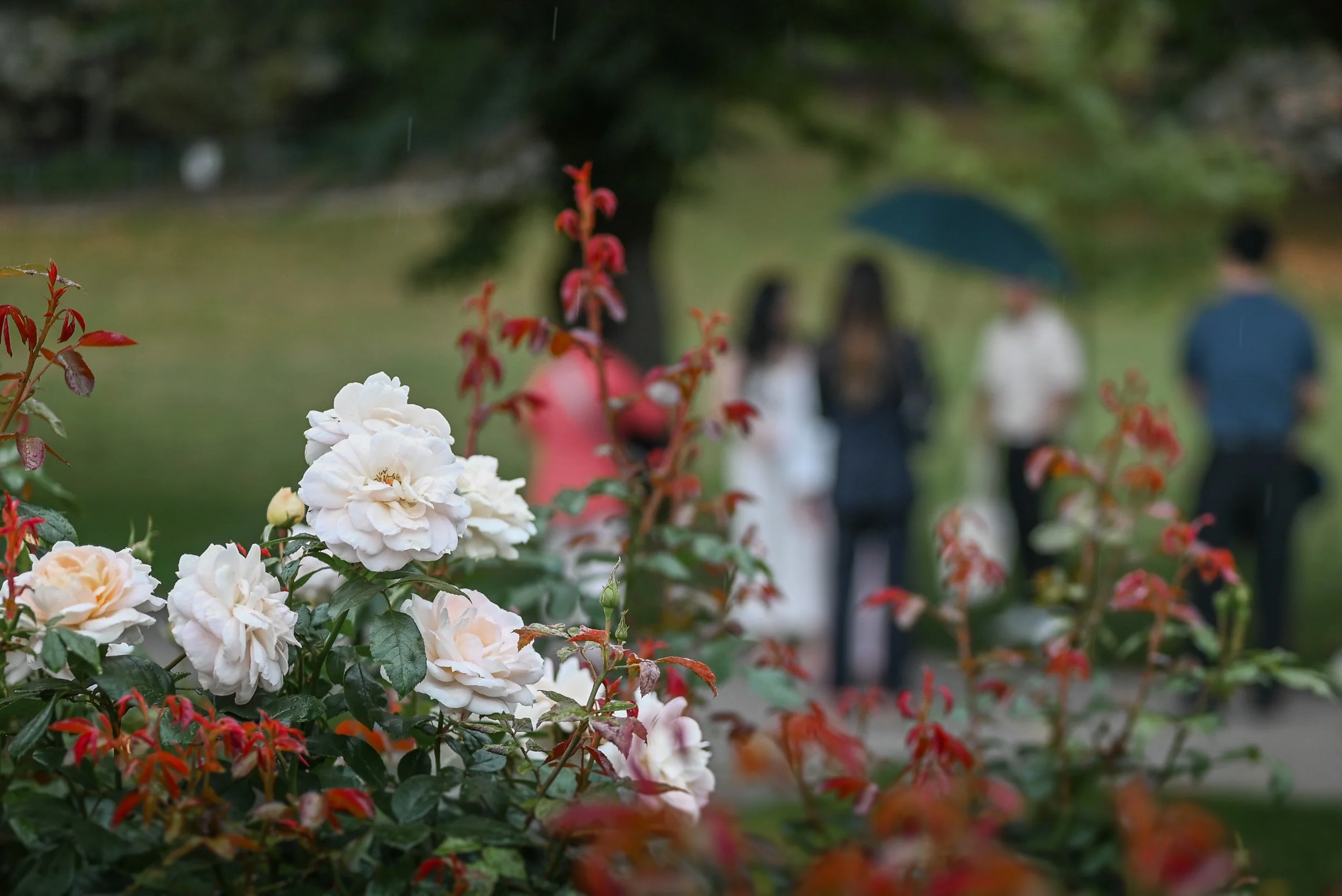 BurnabyMountain_Wedding_Elopement-0142.jpg