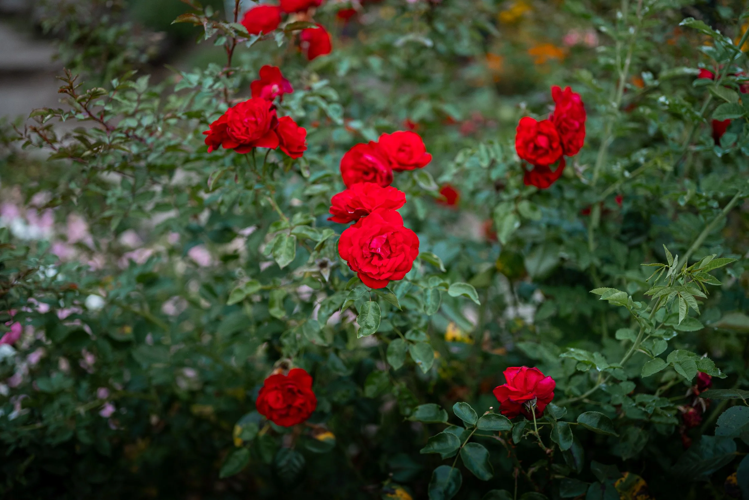 QueenElizabethPark_Engagement_Photographer-0061.jpg