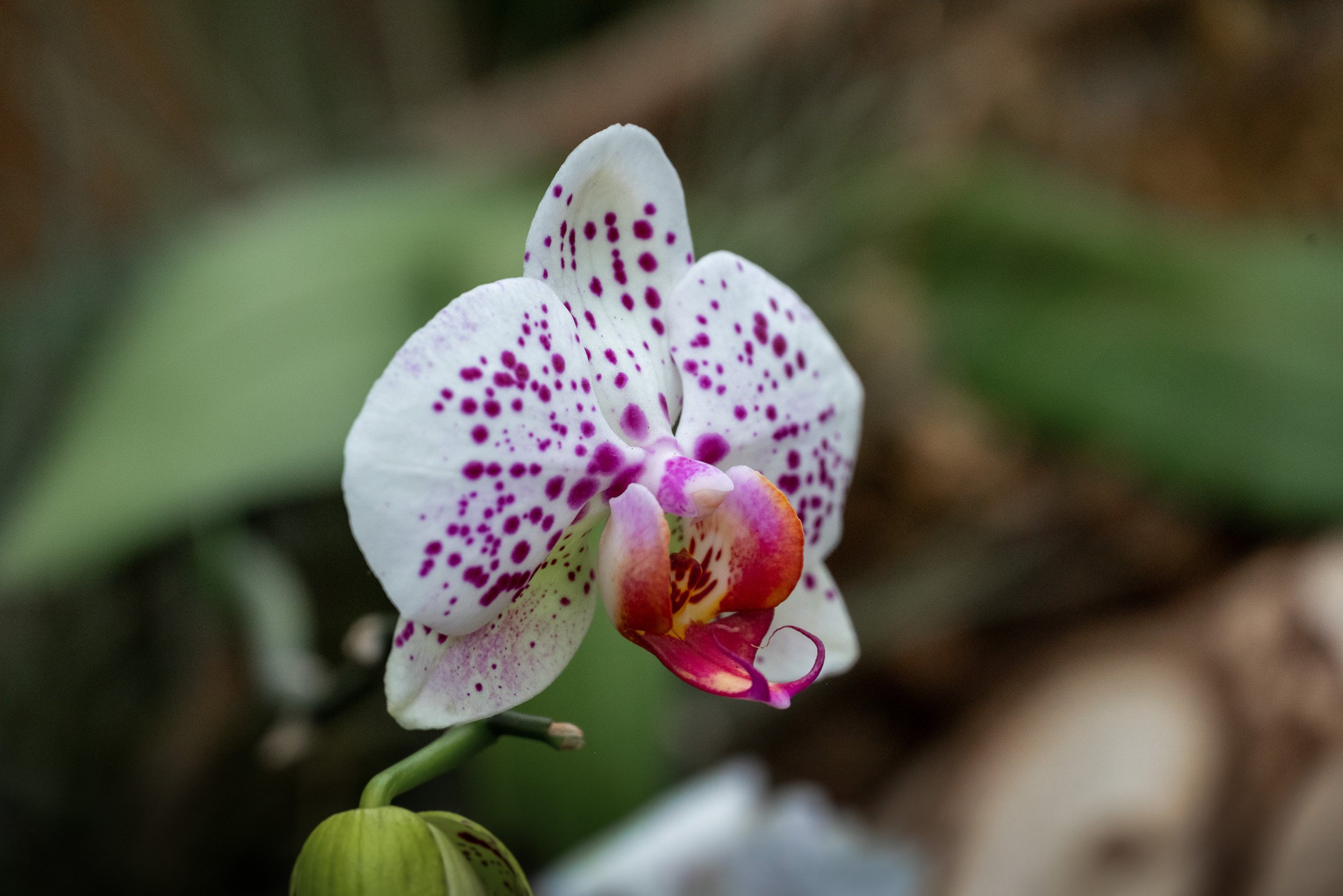 Bloedel_Conservatory_Wedding-0268.jpg