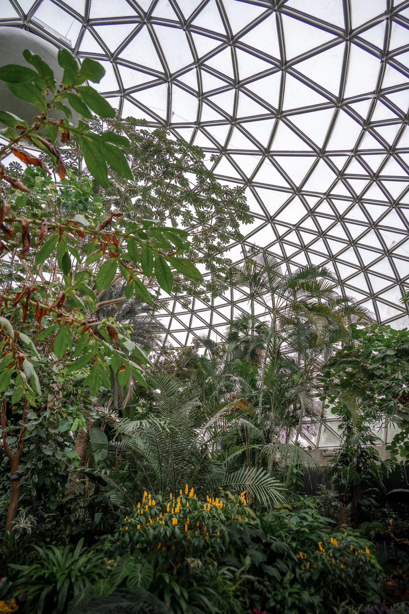 Bloedel_Conservatory_Wedding-0265.jpg