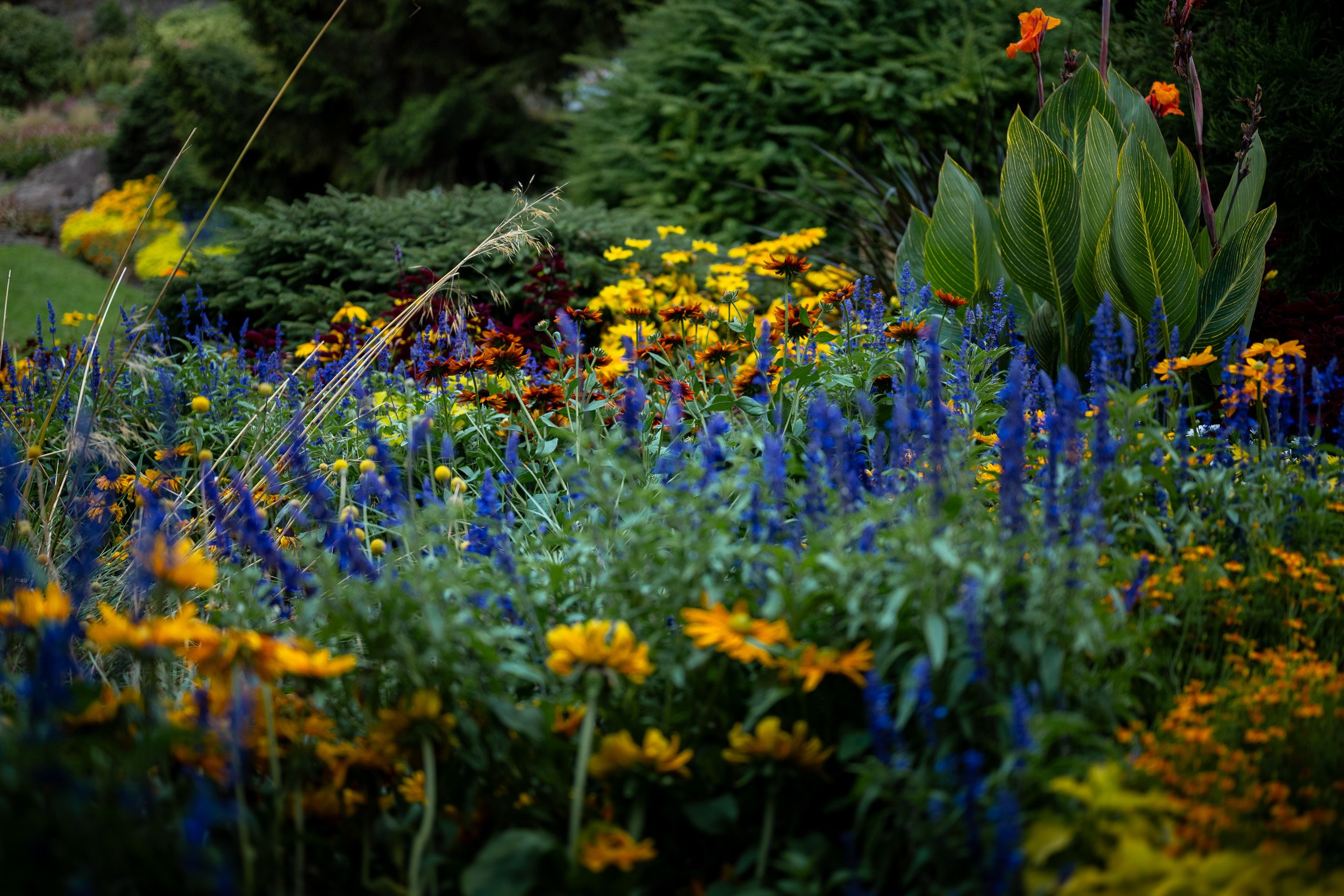 QueenElizabethPark_Engagement_Photographer-0058.jpg