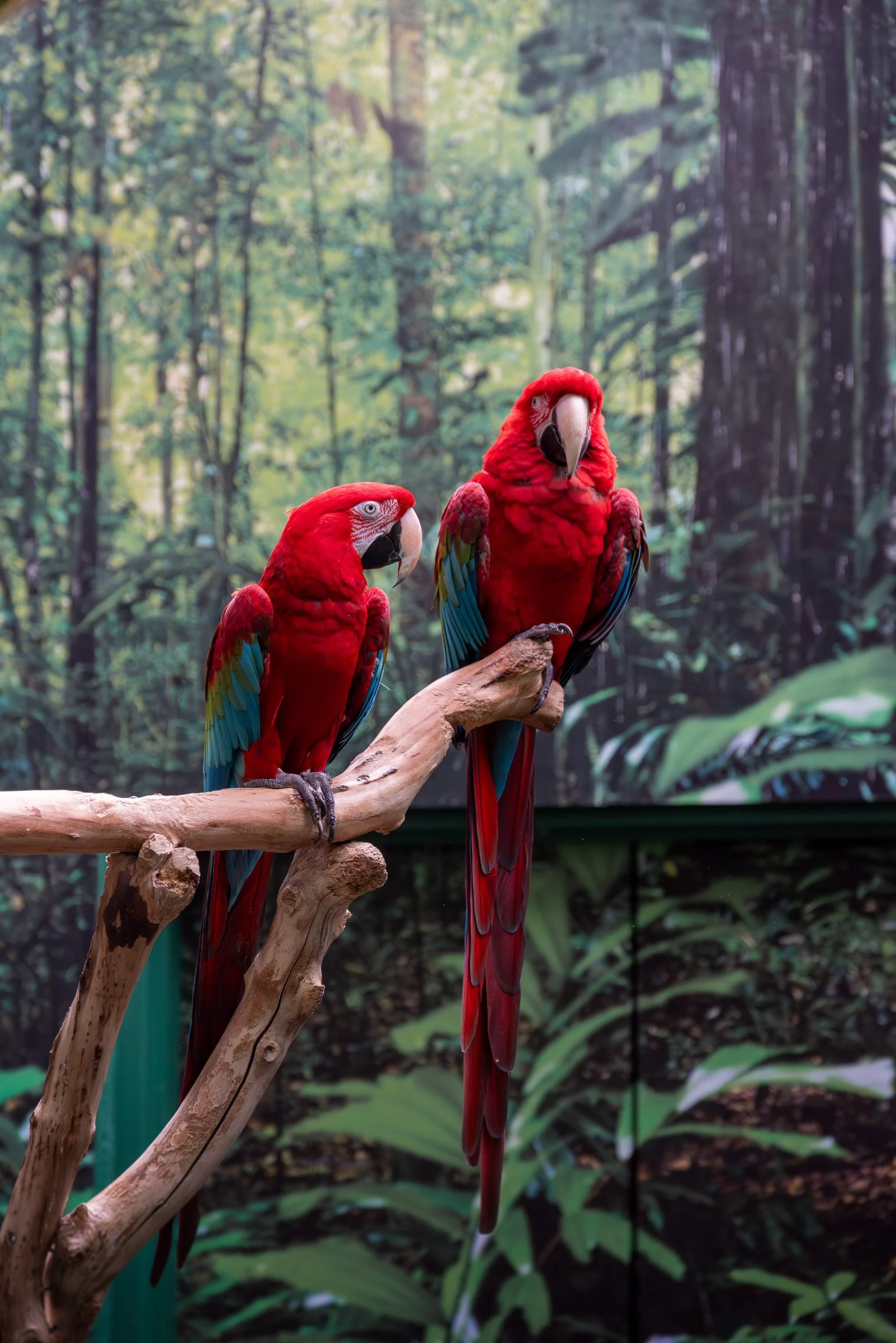 Bloedel_Conservatory_Wedding-0271.jpg
