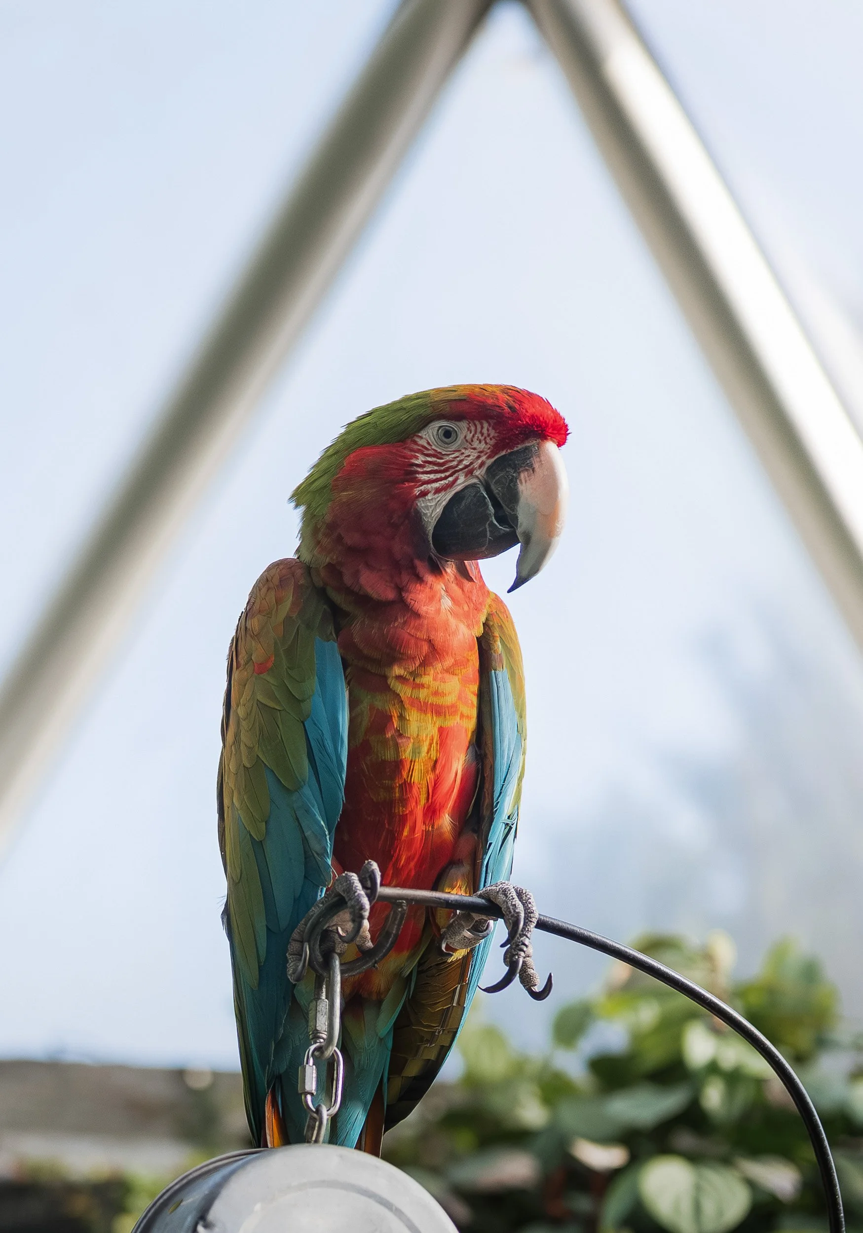 Bloedel_Conservatory_Wedding_Photographer-0006.jpg