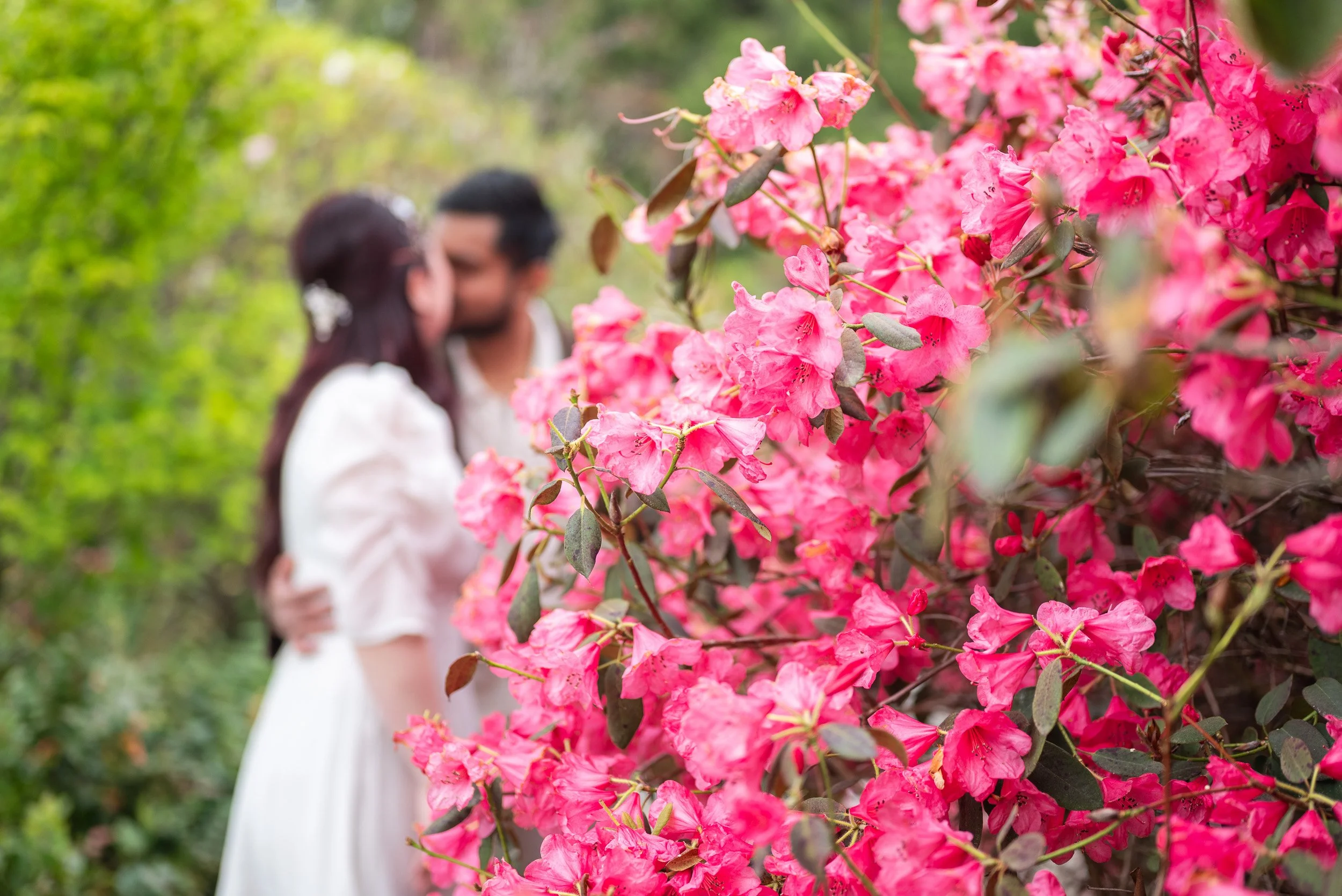 A couple sharing a kiss outdoors with a large pink flowering bush in the foreground at Queen Elizabeth Park.