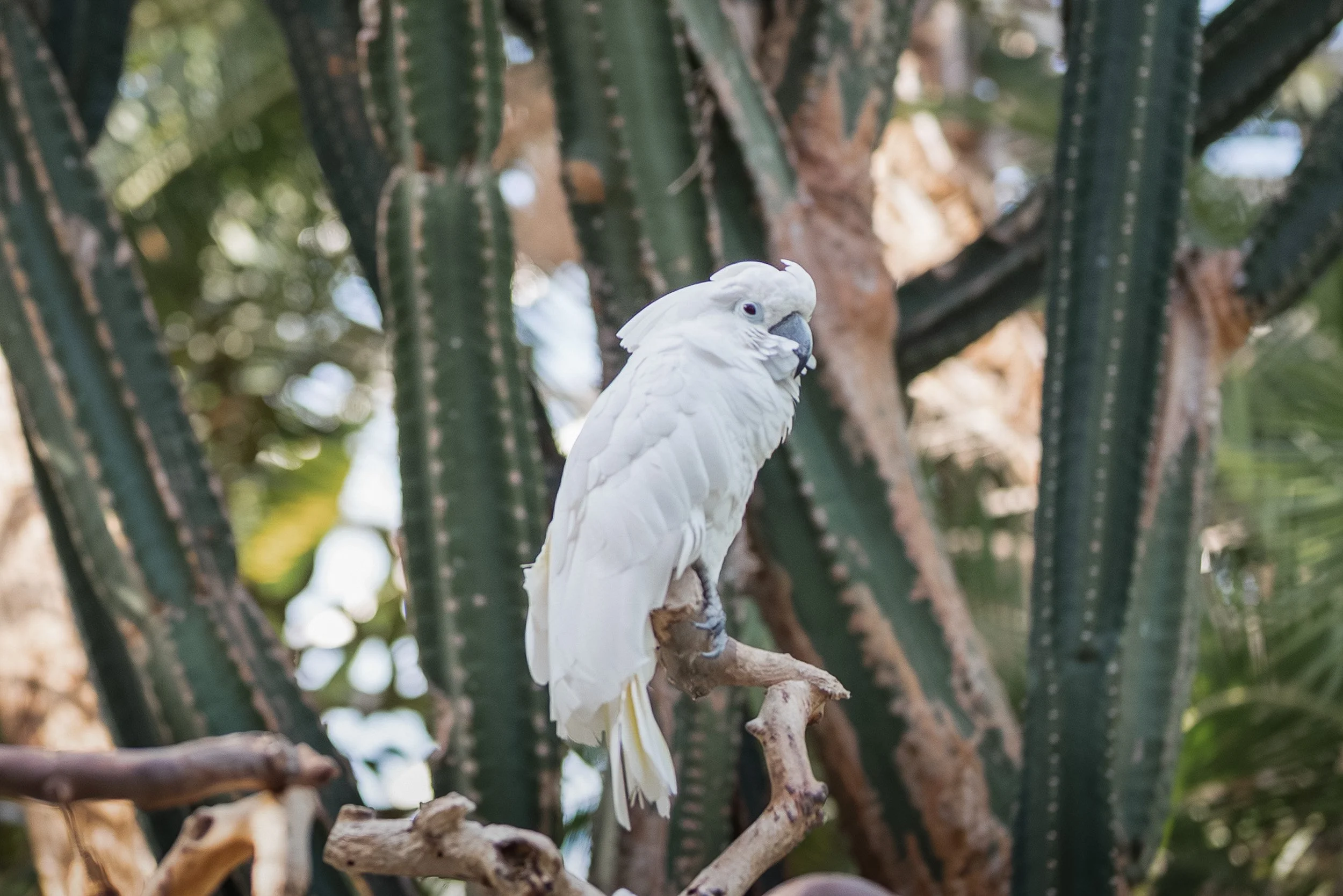 Bloedel_Conservatory_Wedding_Photographer-0005.jpg