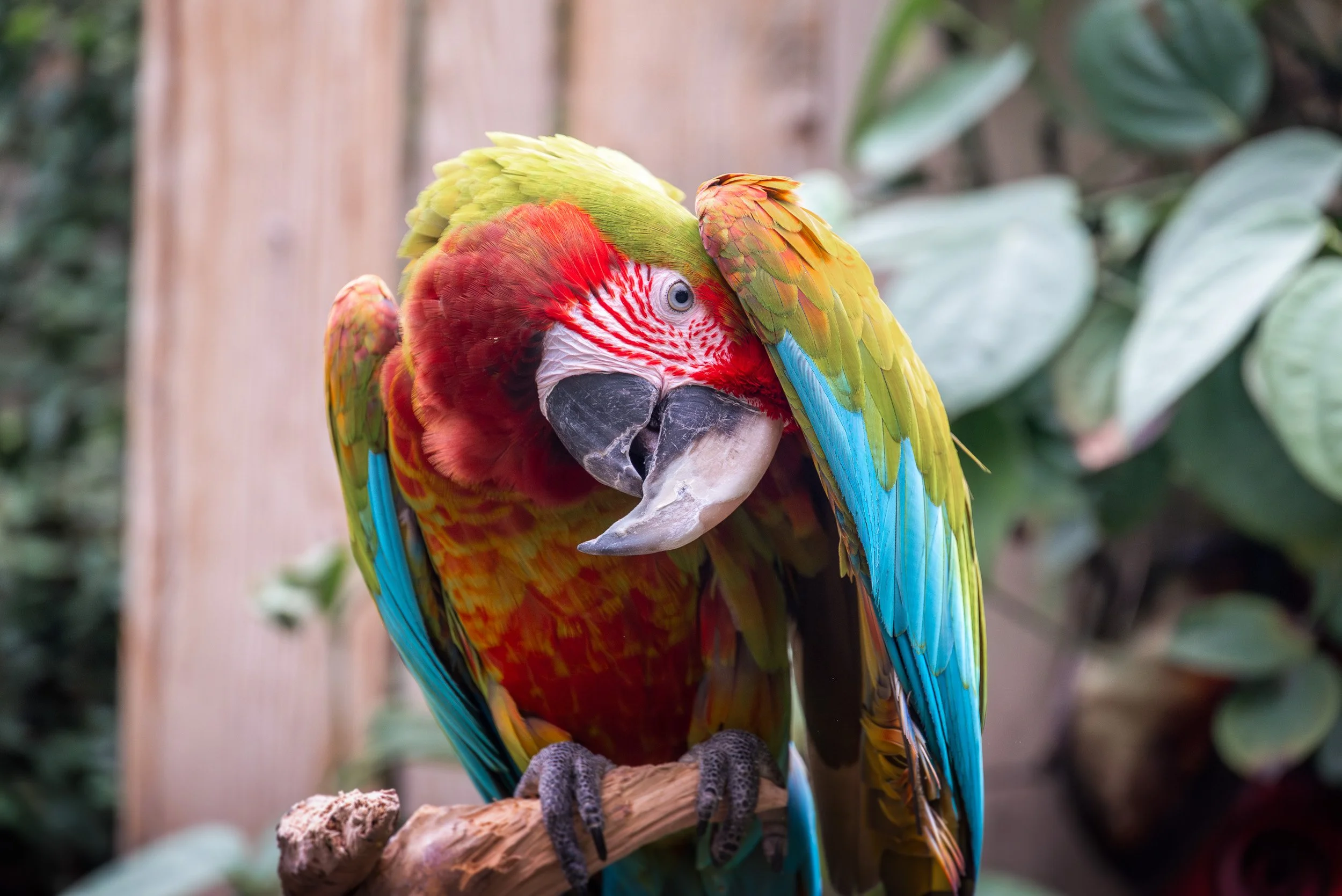 Bloedel_Conservatory_Wedding-0257.jpg