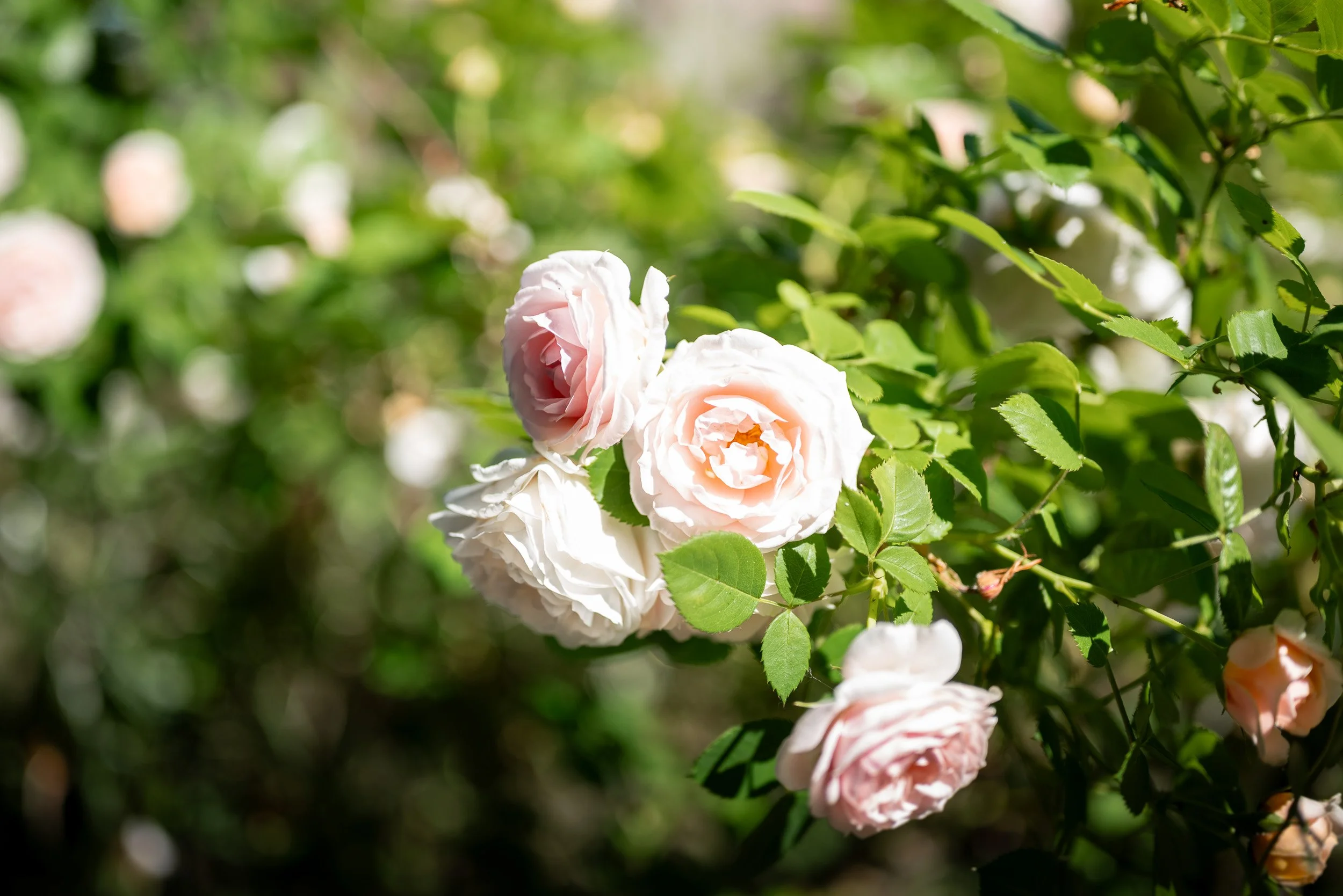 Ukrainian_Wedding_In_Vancouver-0023.jpg