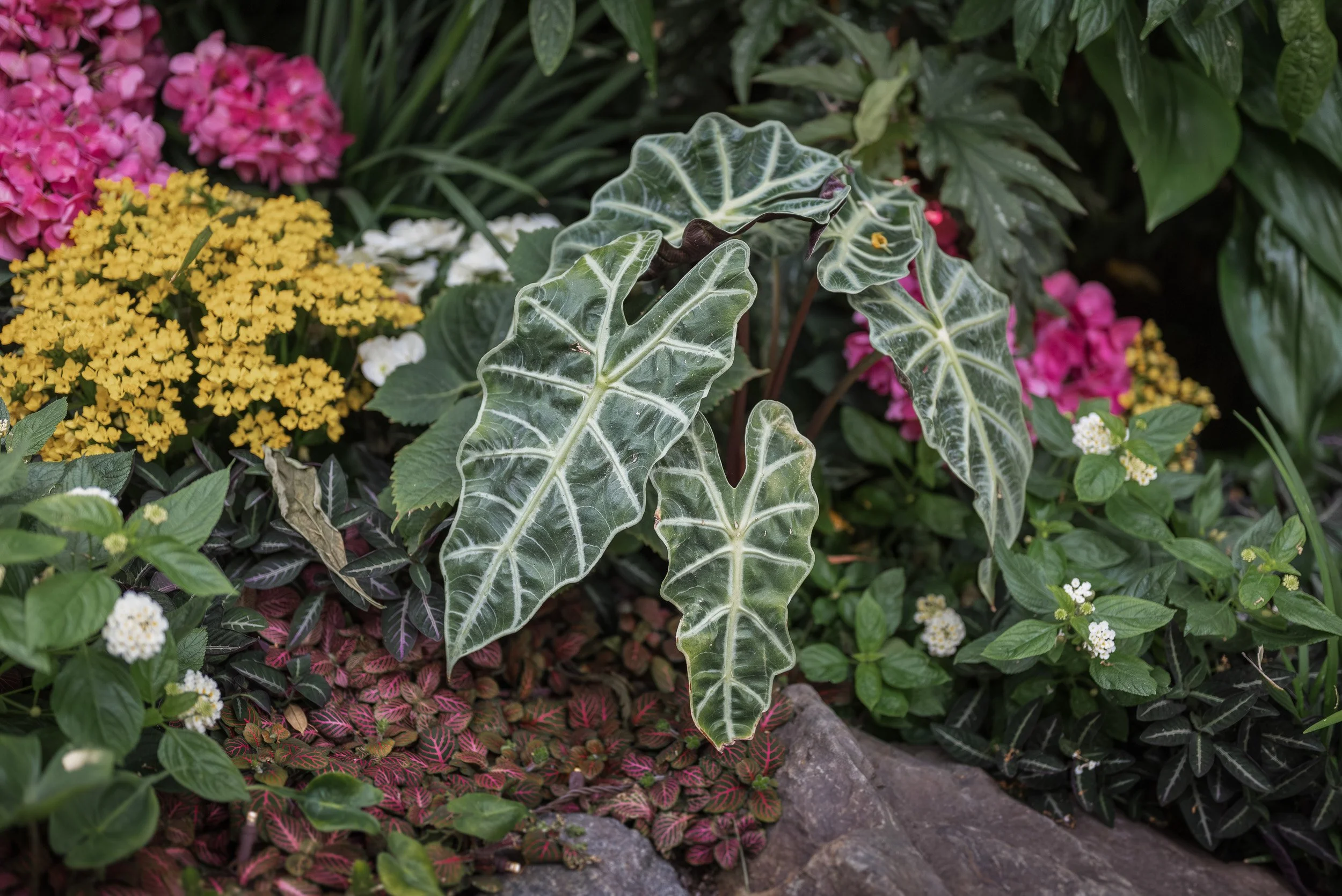 Bloedel_Conservatory_Wedding_Photographer-0008.jpg