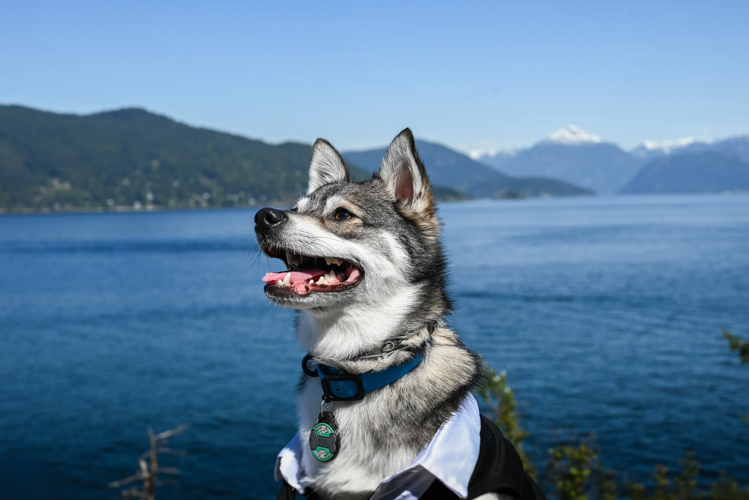 Whytecliff_Park_MicroWedding_Elopement-0110.jpg