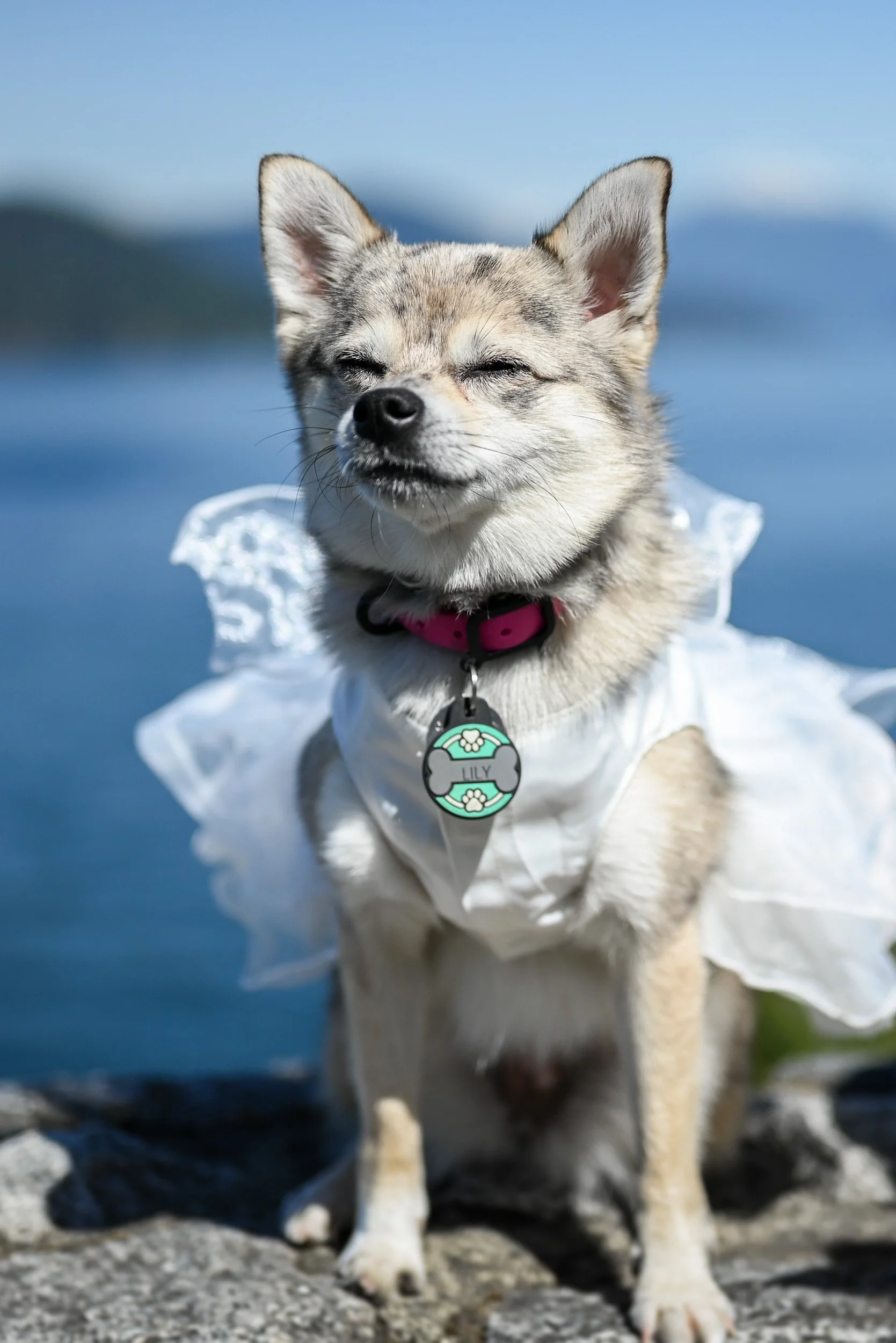 Whytecliff_Park_MicroWedding_Elopement-0107.jpg