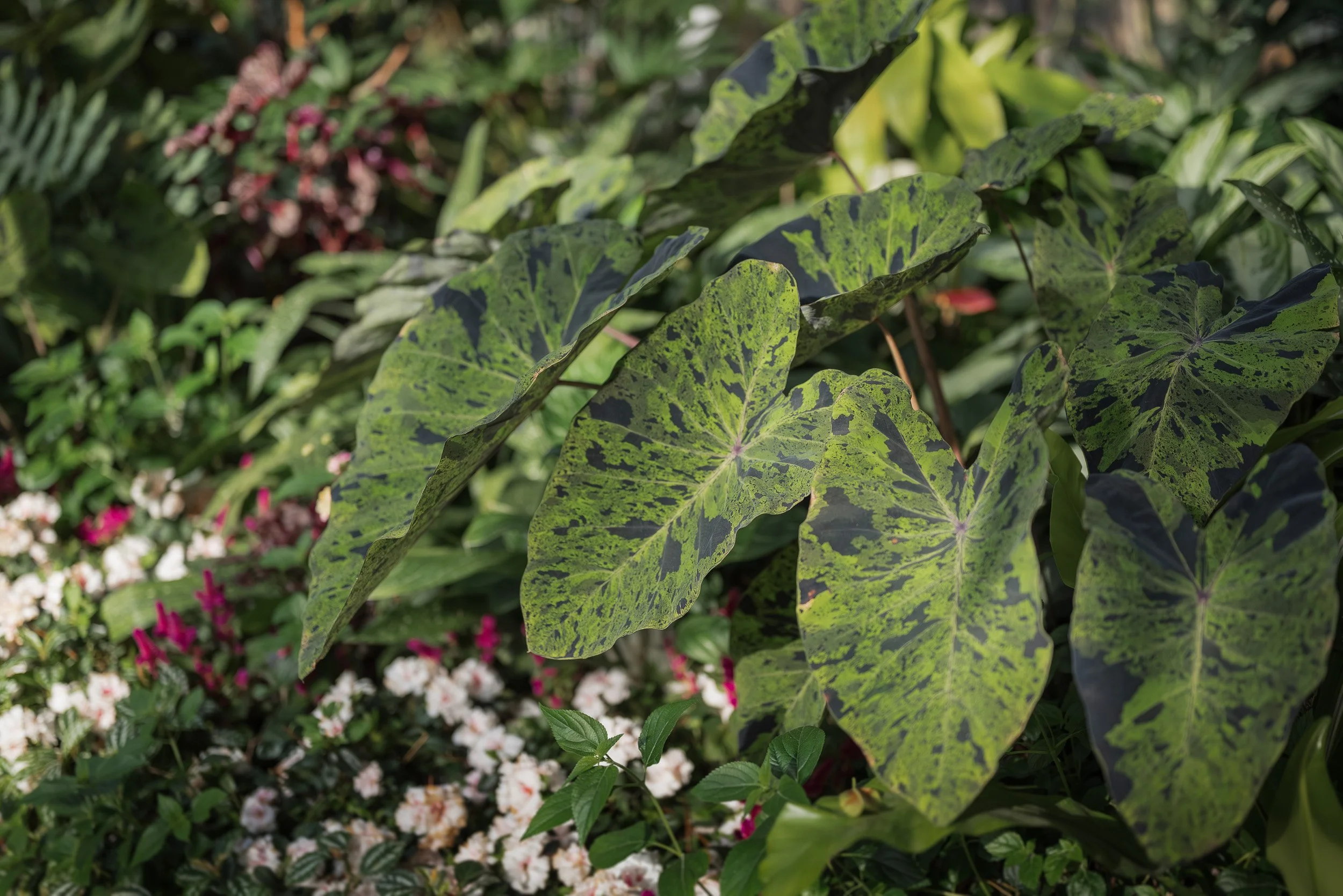 Bloedel_Conservatory_Wedding_Photographer-0007.jpg