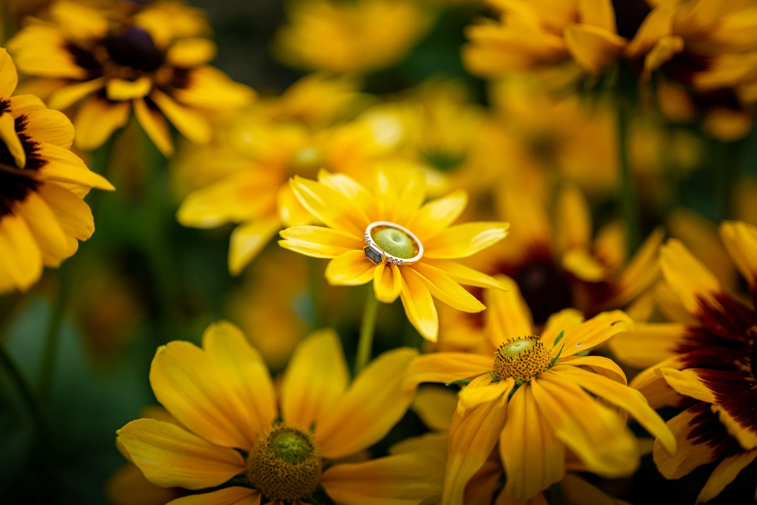 QueenElizabethPark_Engagement_Photographer-0022.jpg
