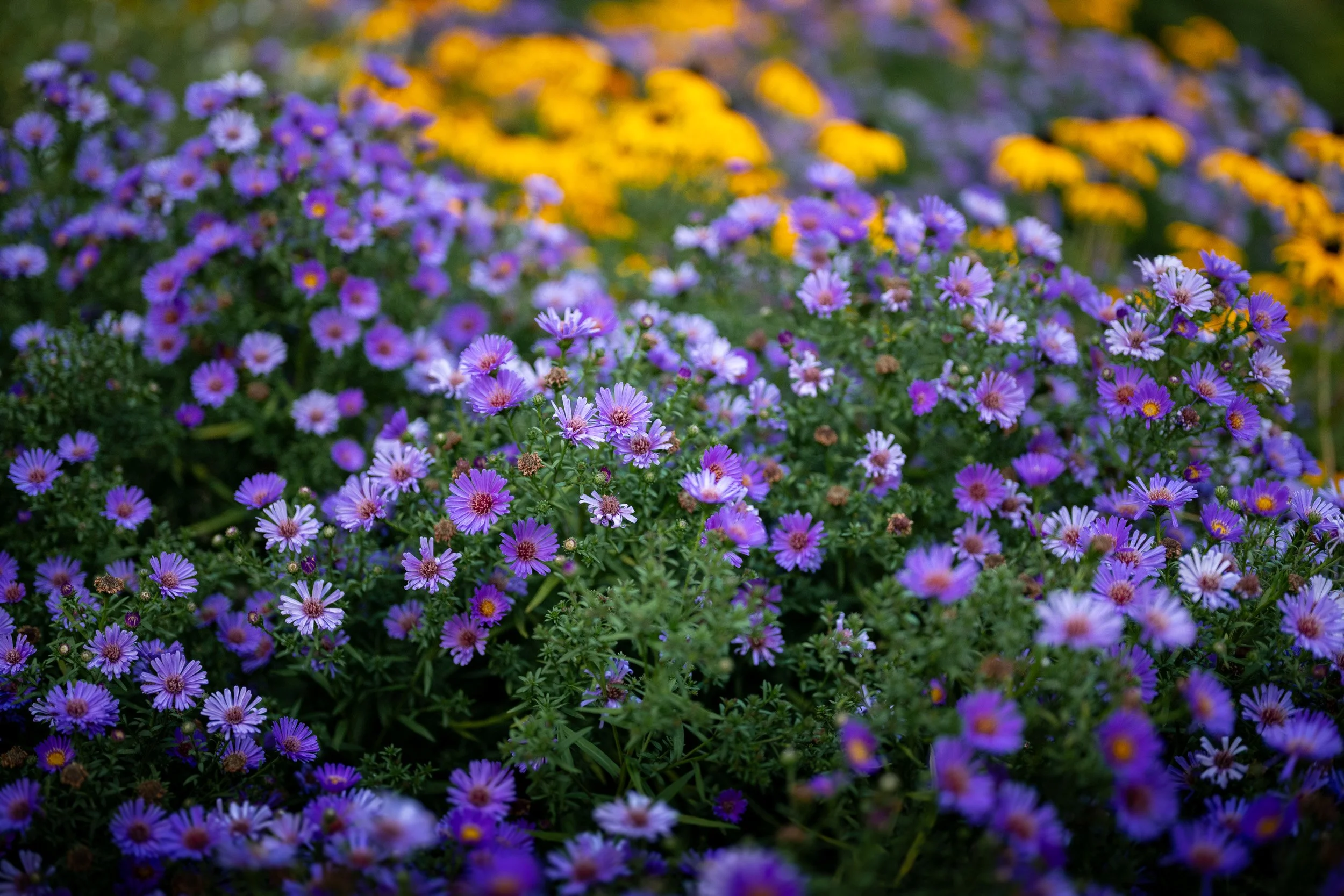 QueenElizabethPark_Engagement_Photographer-0002.jpg