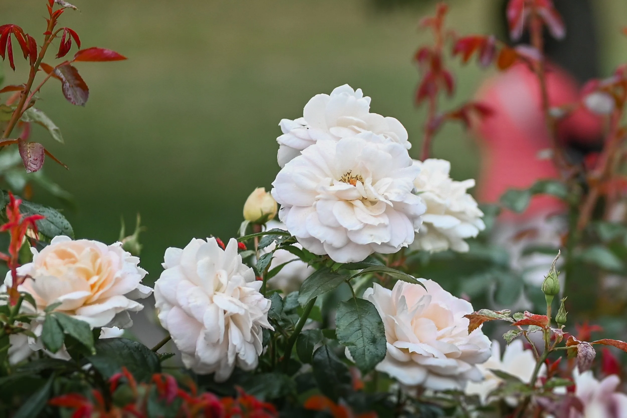 BurnabyMountain_Wedding_Elopement-0143.jpg