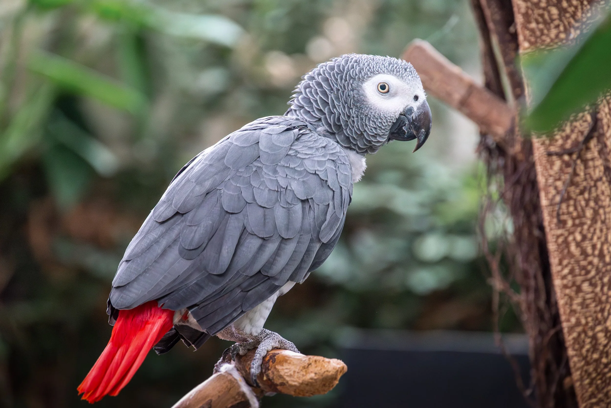 Bloedel_Conservatory_Wedding-0262.jpg