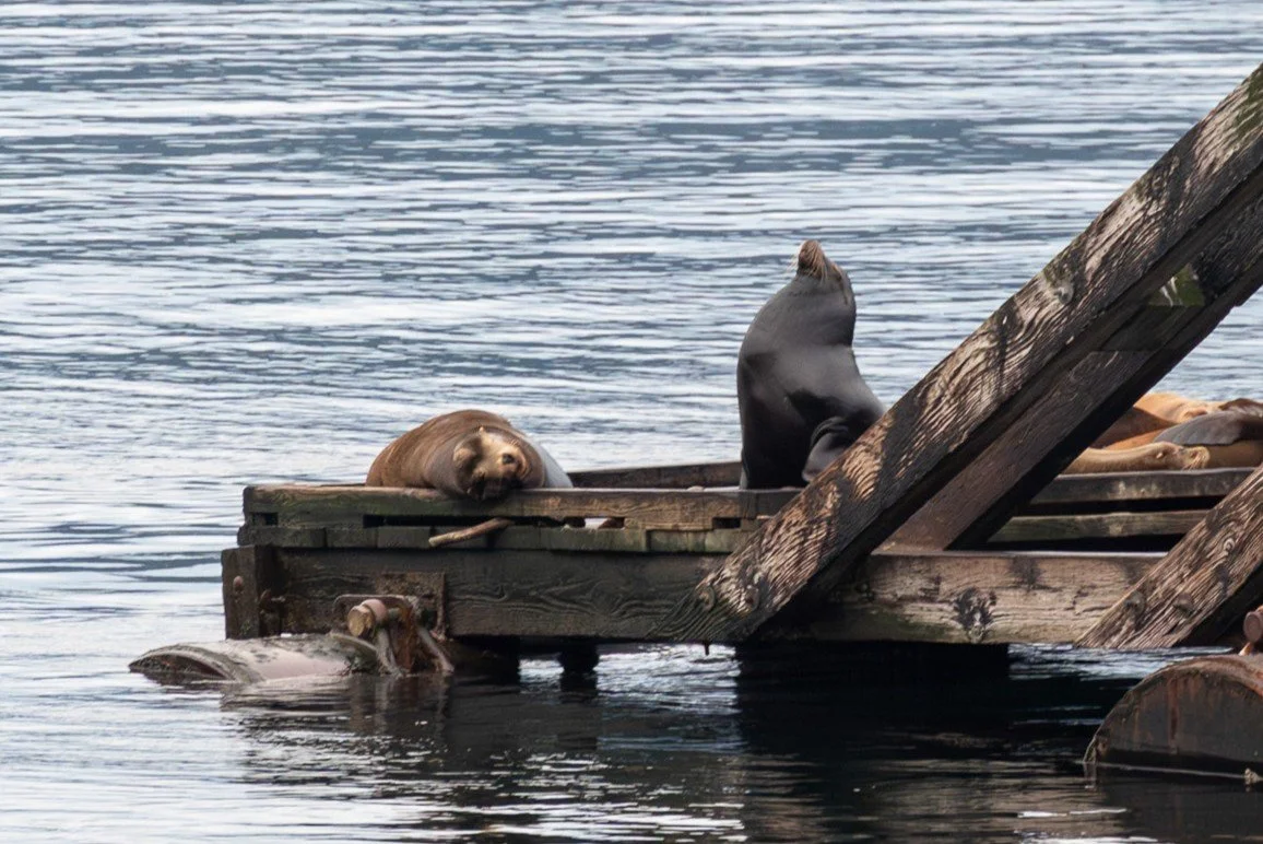 Porteau_Cove_Couples_Photoshoot-0046-2.jpg