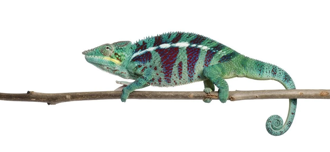 Camaleón de colores en un ramillete