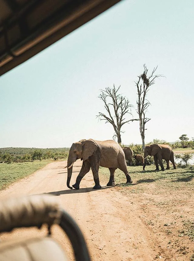 Group of elephants walking across a dirt road in a savanna landscape with sparse trees, some bare, and a clear sky.