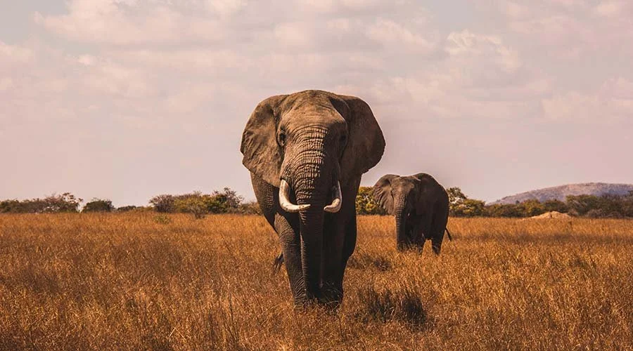 Two elephants walking through a grassy plain under a partly cloudy sky.