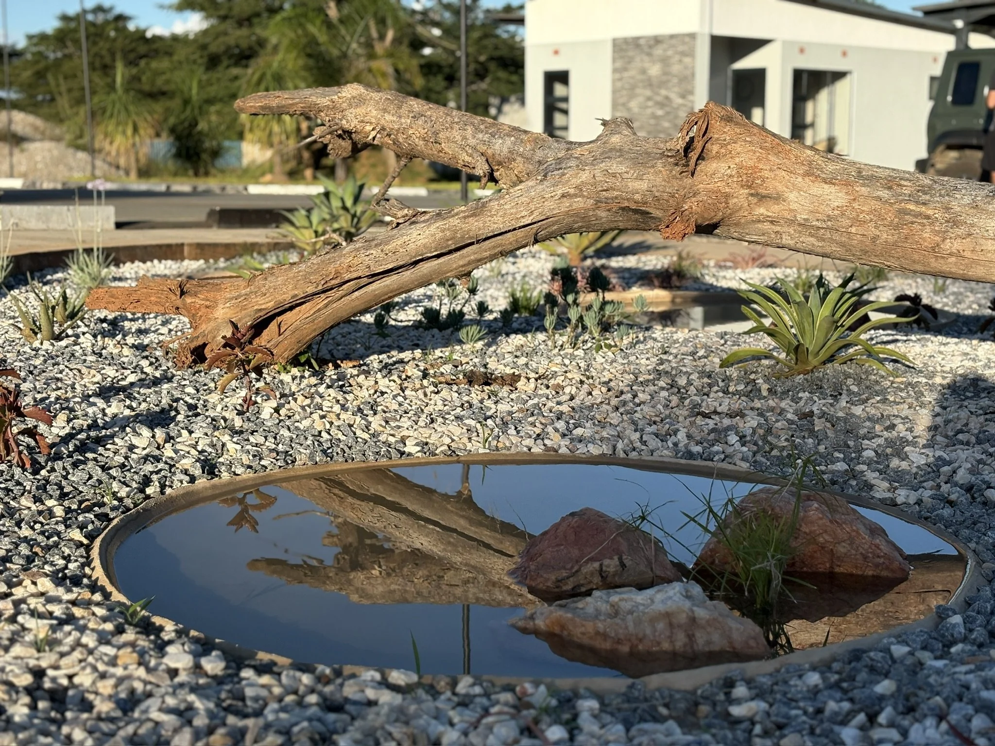 A small rock garden with a water feature reflecting the sky and surrounding rocks. A weathered piece of driftwood rests on a gravel surface with small plants and succulents nearby. In the background, there is a modern building with gray and white exterior, trees, and a vehicle.