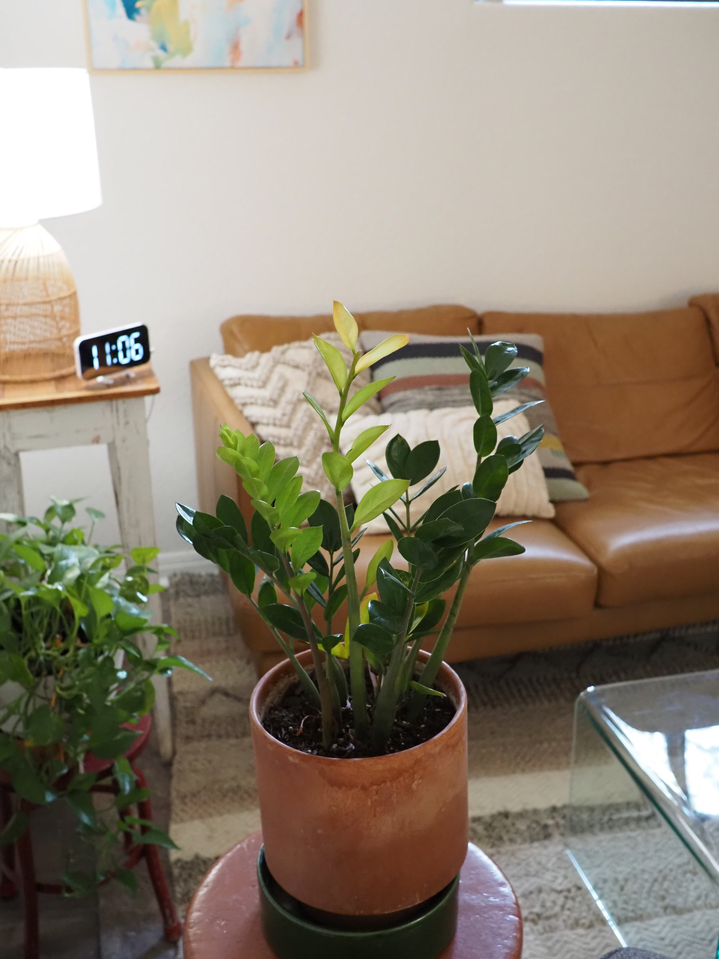 Potted ZZ plant with glossy green leaves on a table in a living room