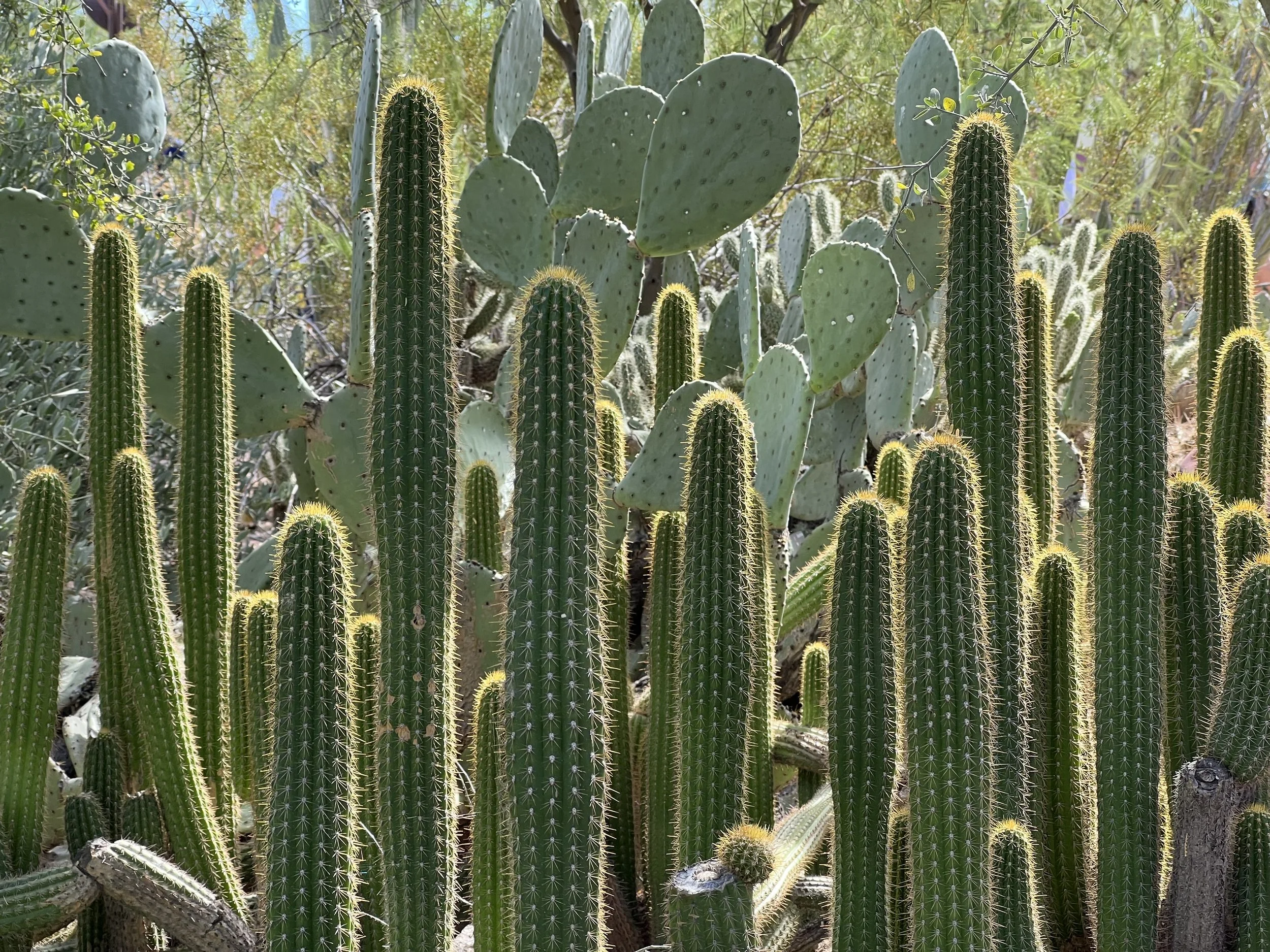 Tall green cacti with spines and flat paddle-shaped pads, set in a desert landscape with sunlight and other desert vegetation in the background.