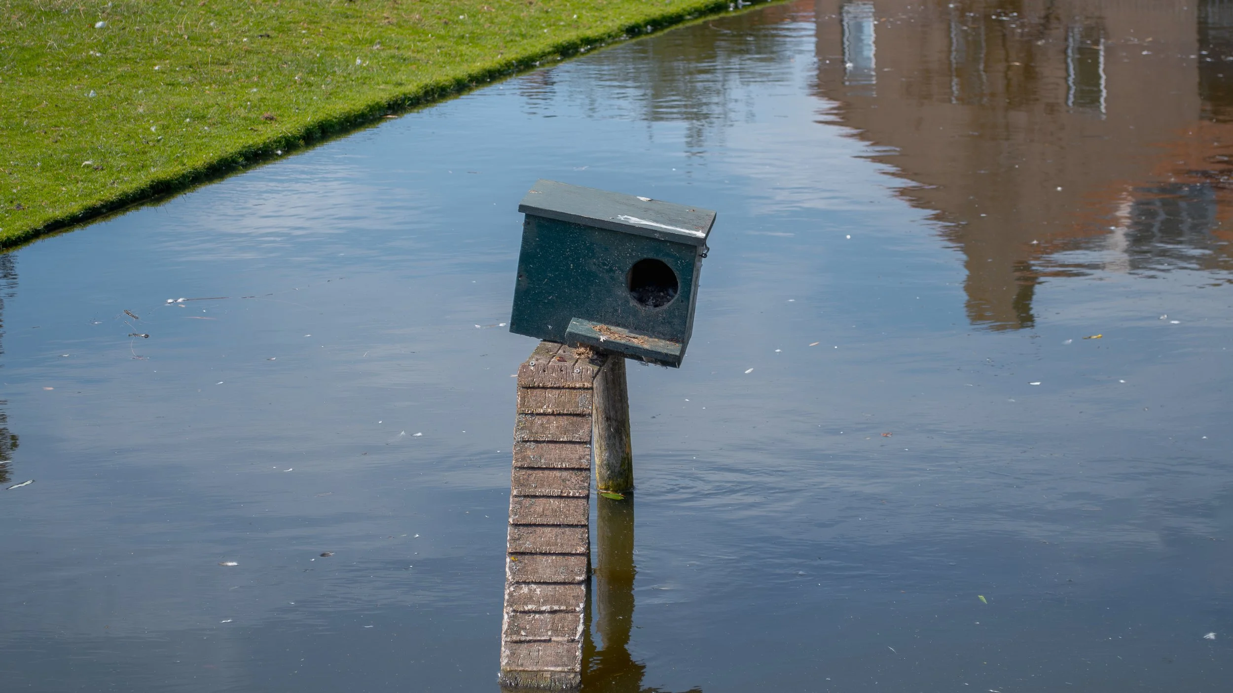 Empty birdhouse tilted on a wooden post by water, with a grassy shore in the background.