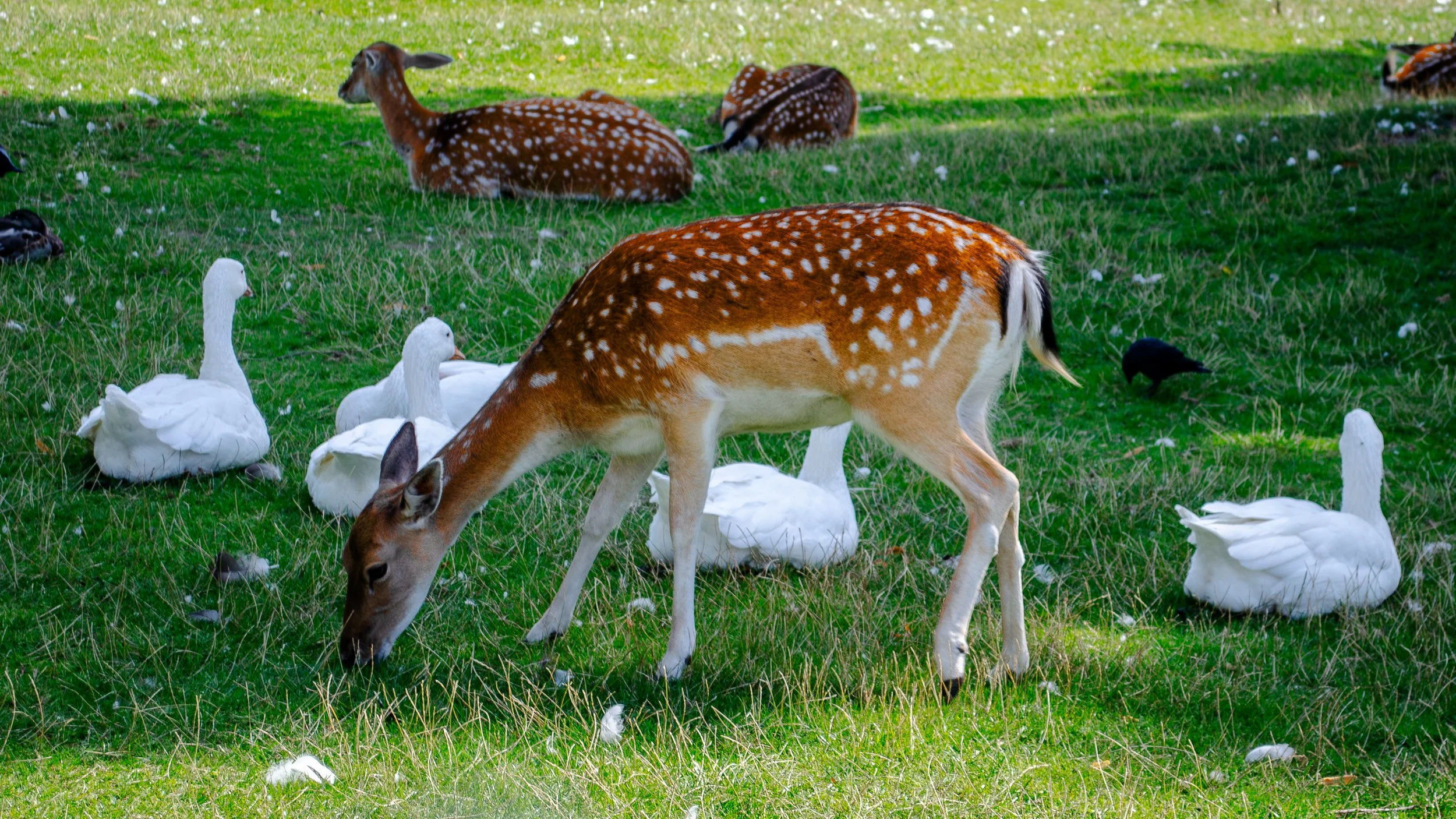 A deer grazing on grass surrounded by white ducks and black ducks on a grassy field.