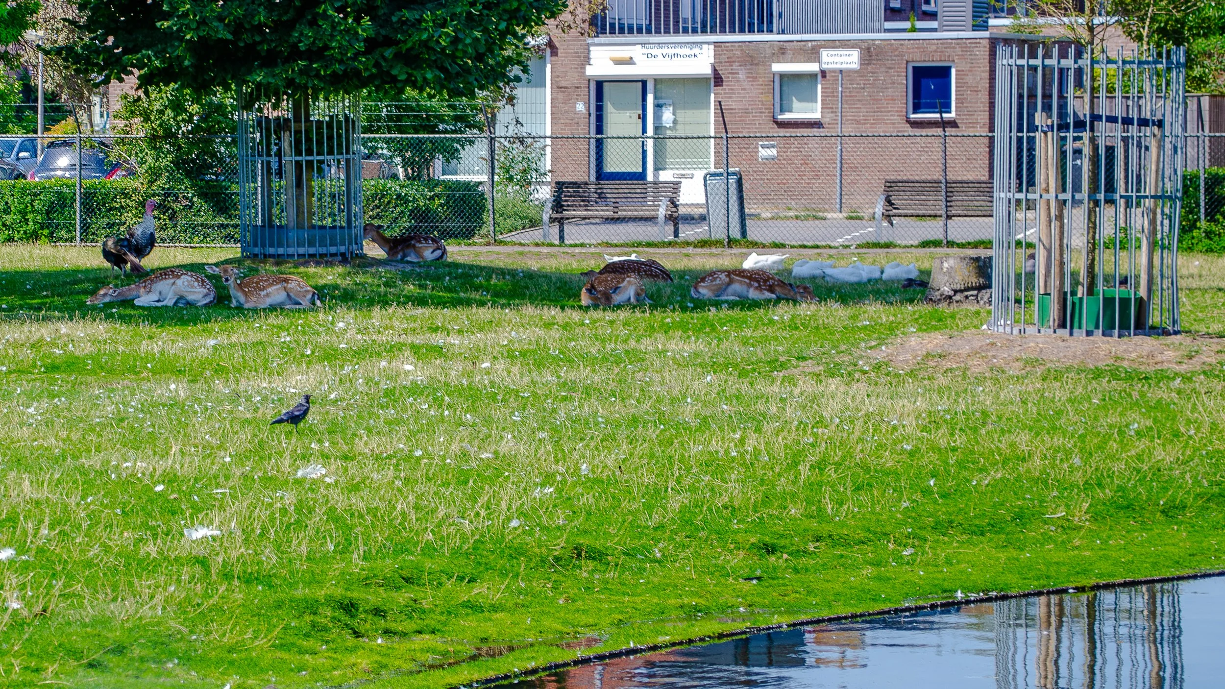 Deer resting on grass near a small water body in a park with benches, a tree, and residential buildings in the background.