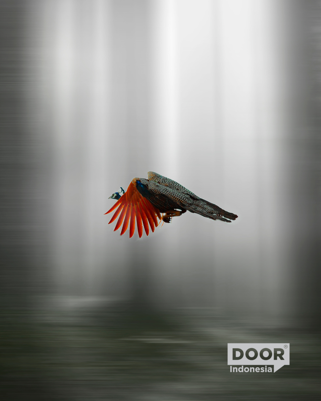 A shot of a colourful bird flying through a monochromatic background. DOOR Indonesia logo on the bottom right corner.