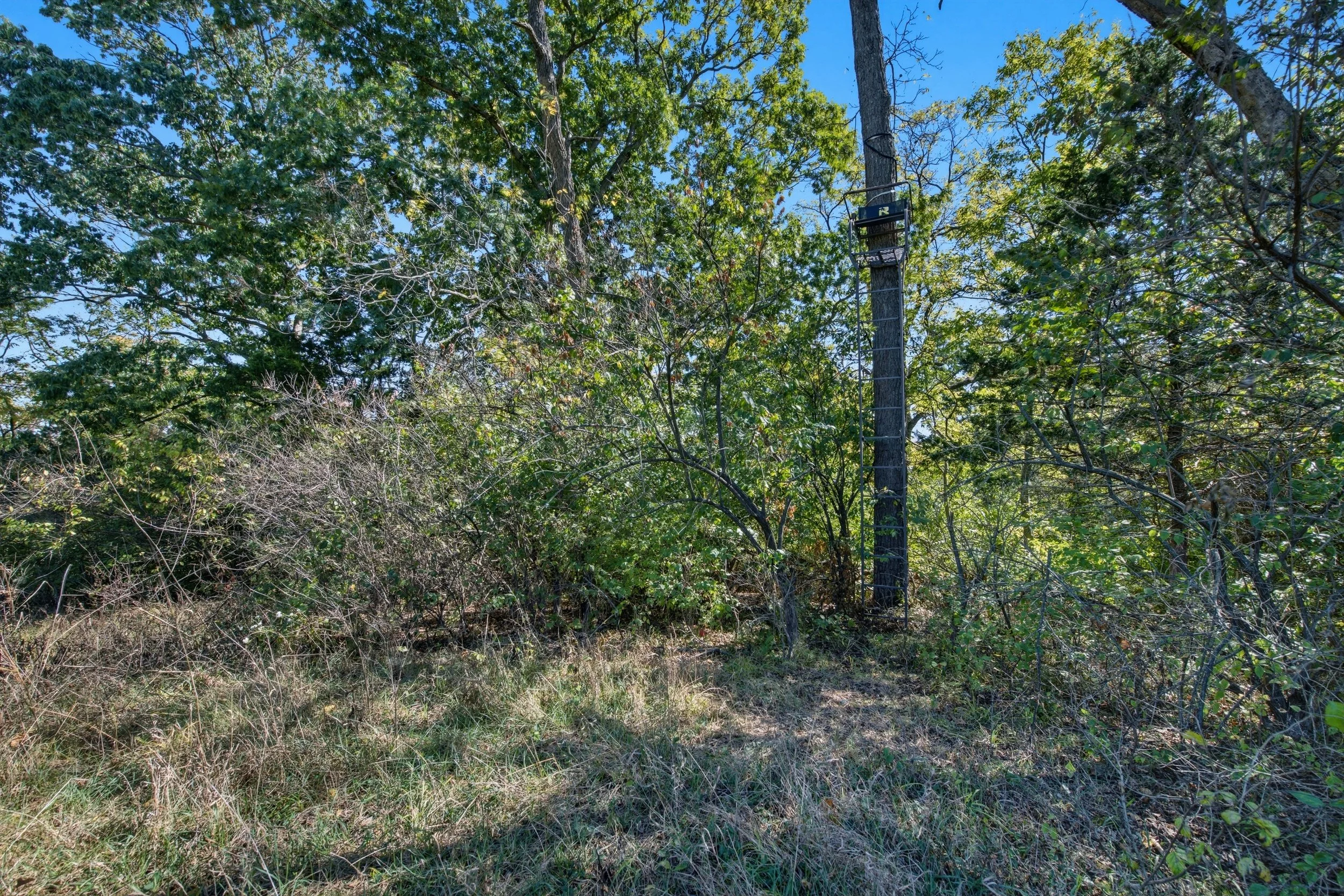 8 Deer stand.jpg
