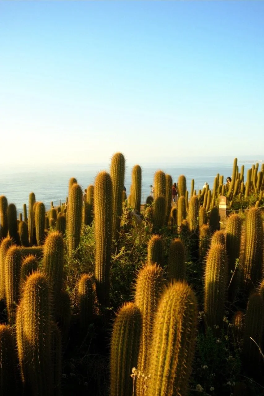 Cactus Surronded