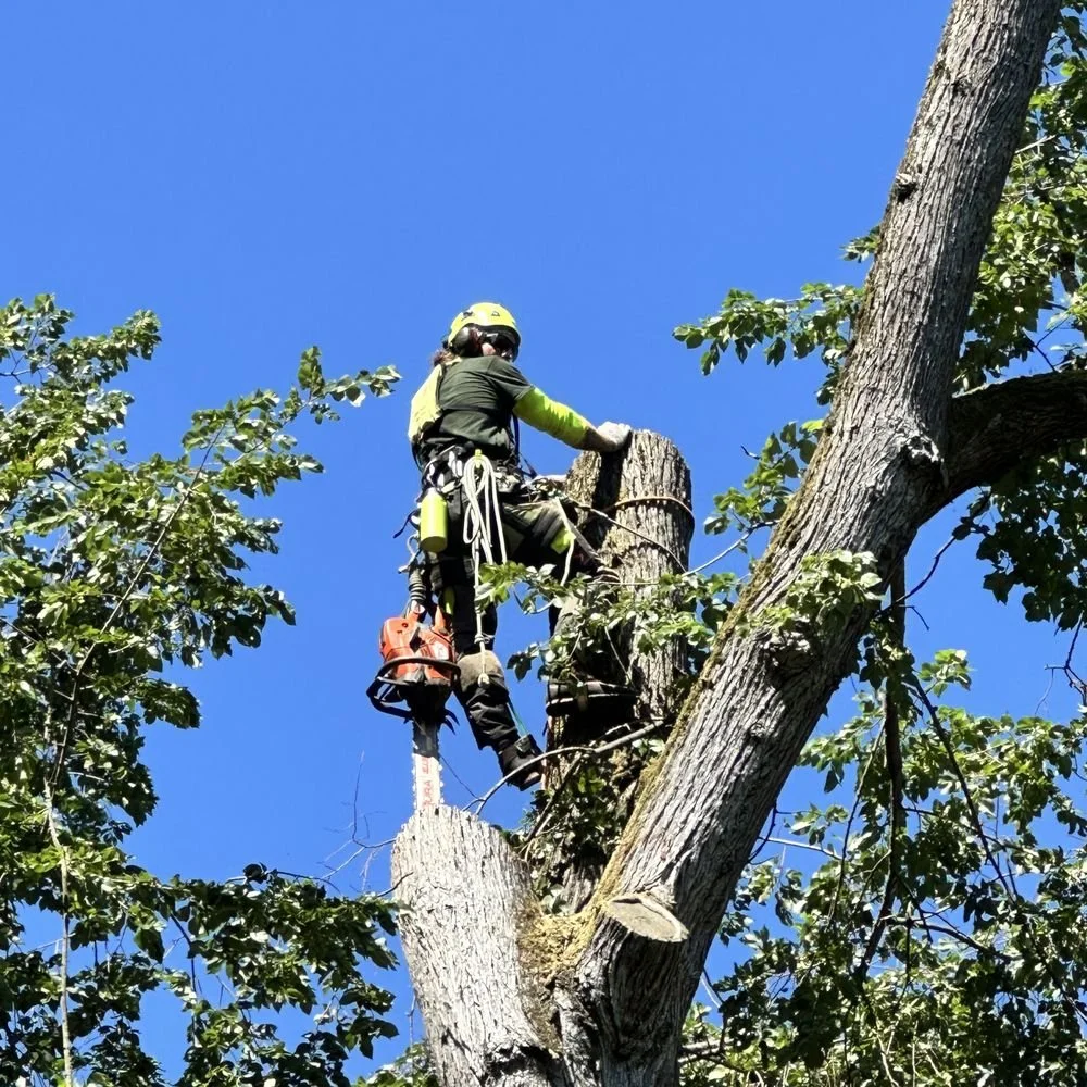 Arborist Services