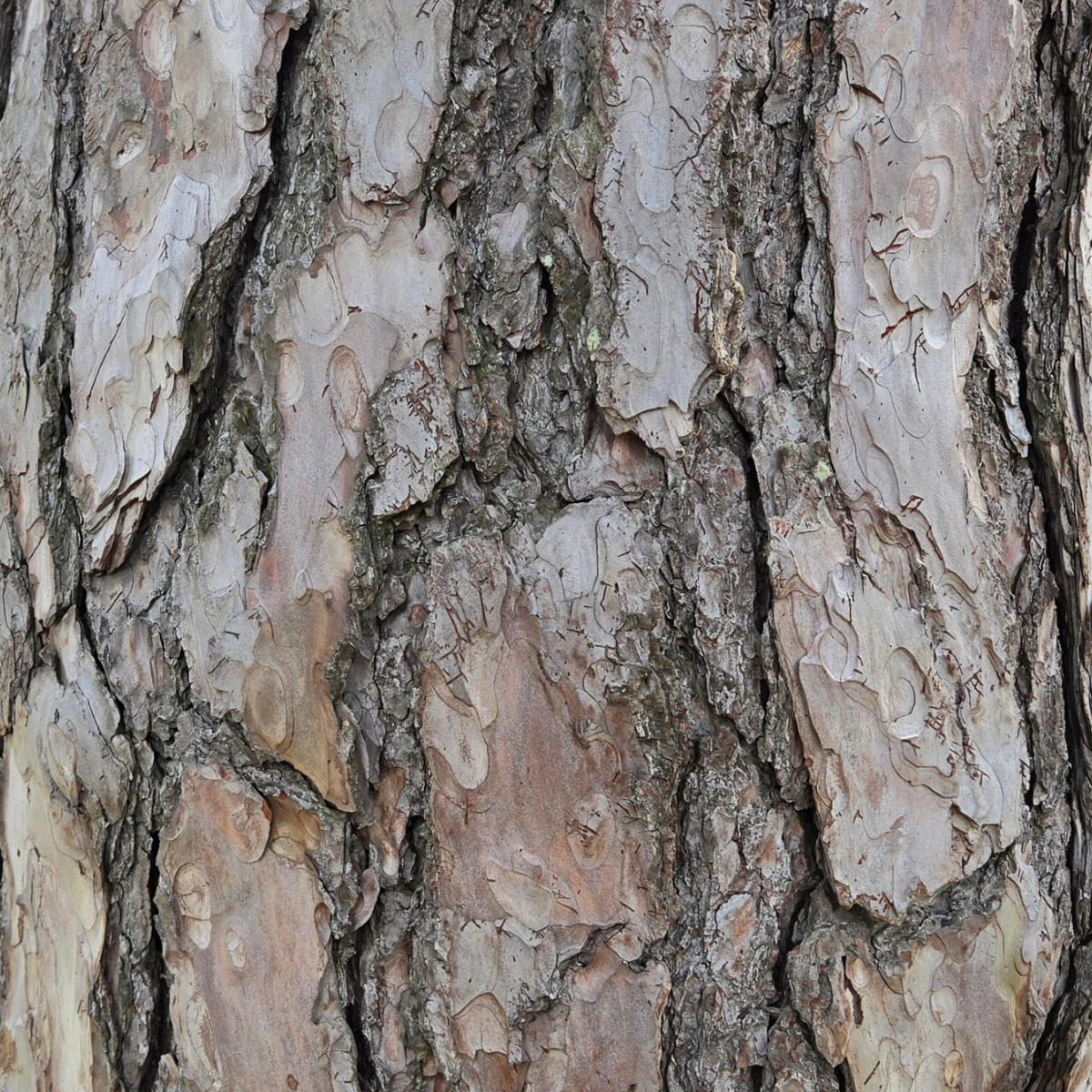 Bark