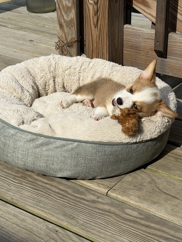 Cute puppy lying in a soft, furry dog bed outdoors, playing with a stuffed toy on a wooden deck.