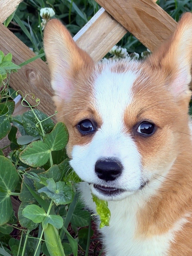 A young, tan and white dog with large ears, holding a green leaf in its mouth, standing among green plants and wooden structure.