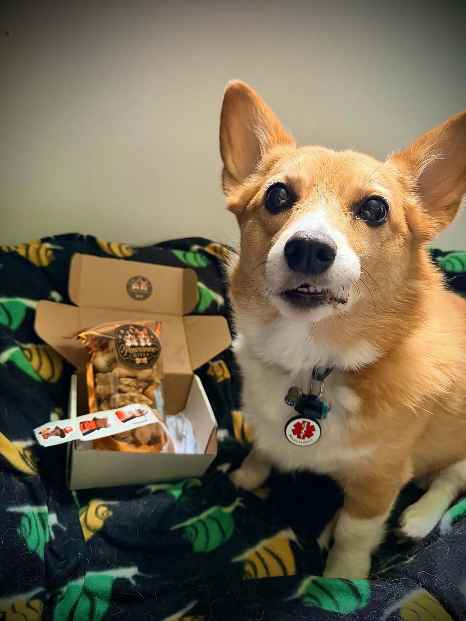Close-up of a tan and white dog with large ears, wearing a circular medical alert tag, sitting near a box of dog treats on a blanket with a black, yellow, and green pattern.