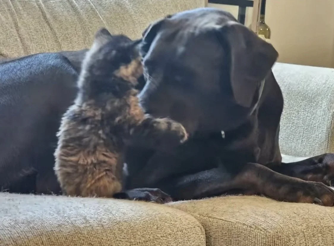 A dog and a kitten cuddling on a brown couch.