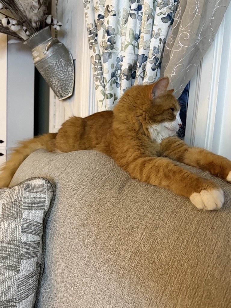 An orange tabby cat with white paws and chest laying on the back of a beige sofa, looking out the window with a curtain and a decorative plant in the background.